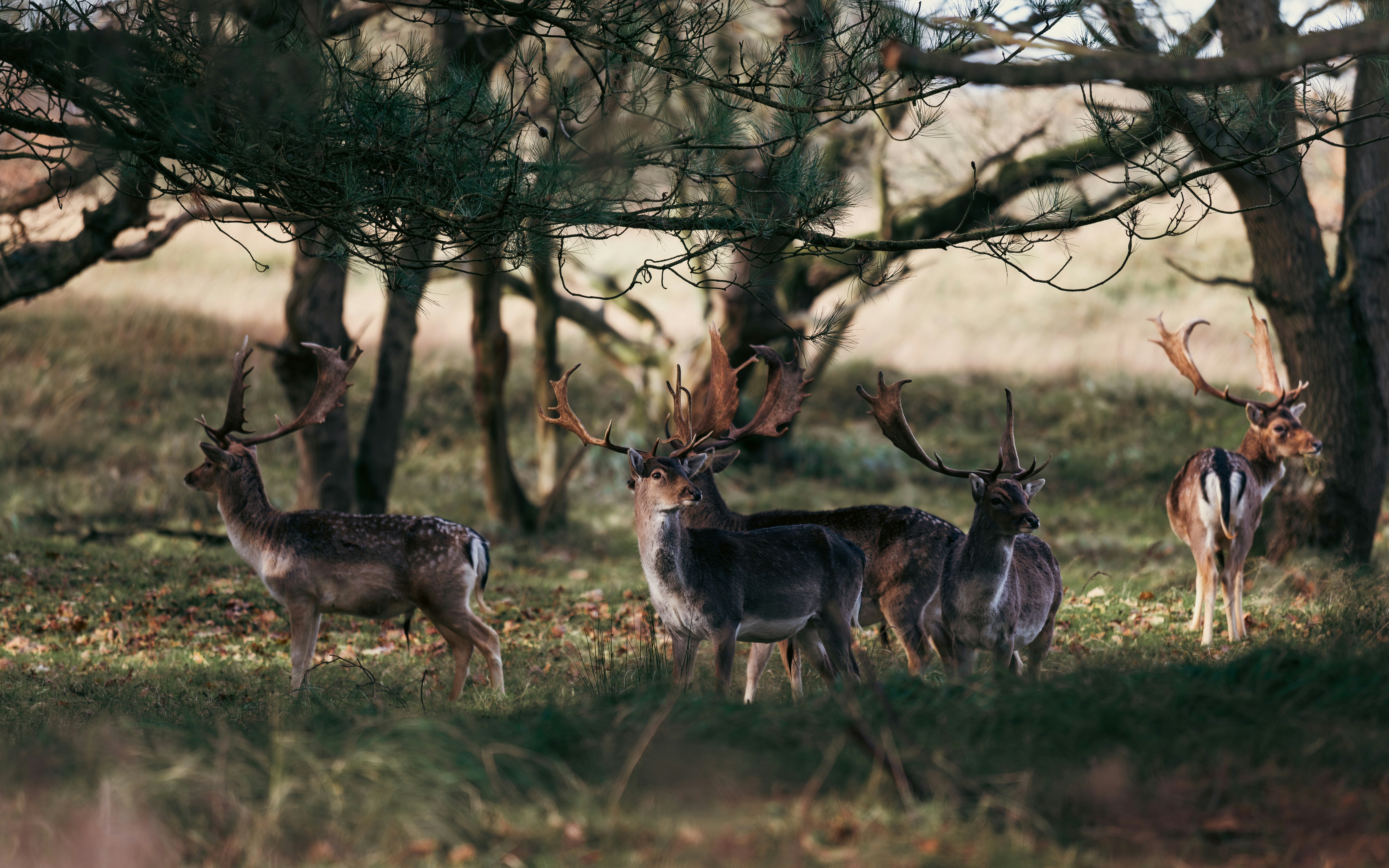 A herd of deer standing on top of a grass covered field