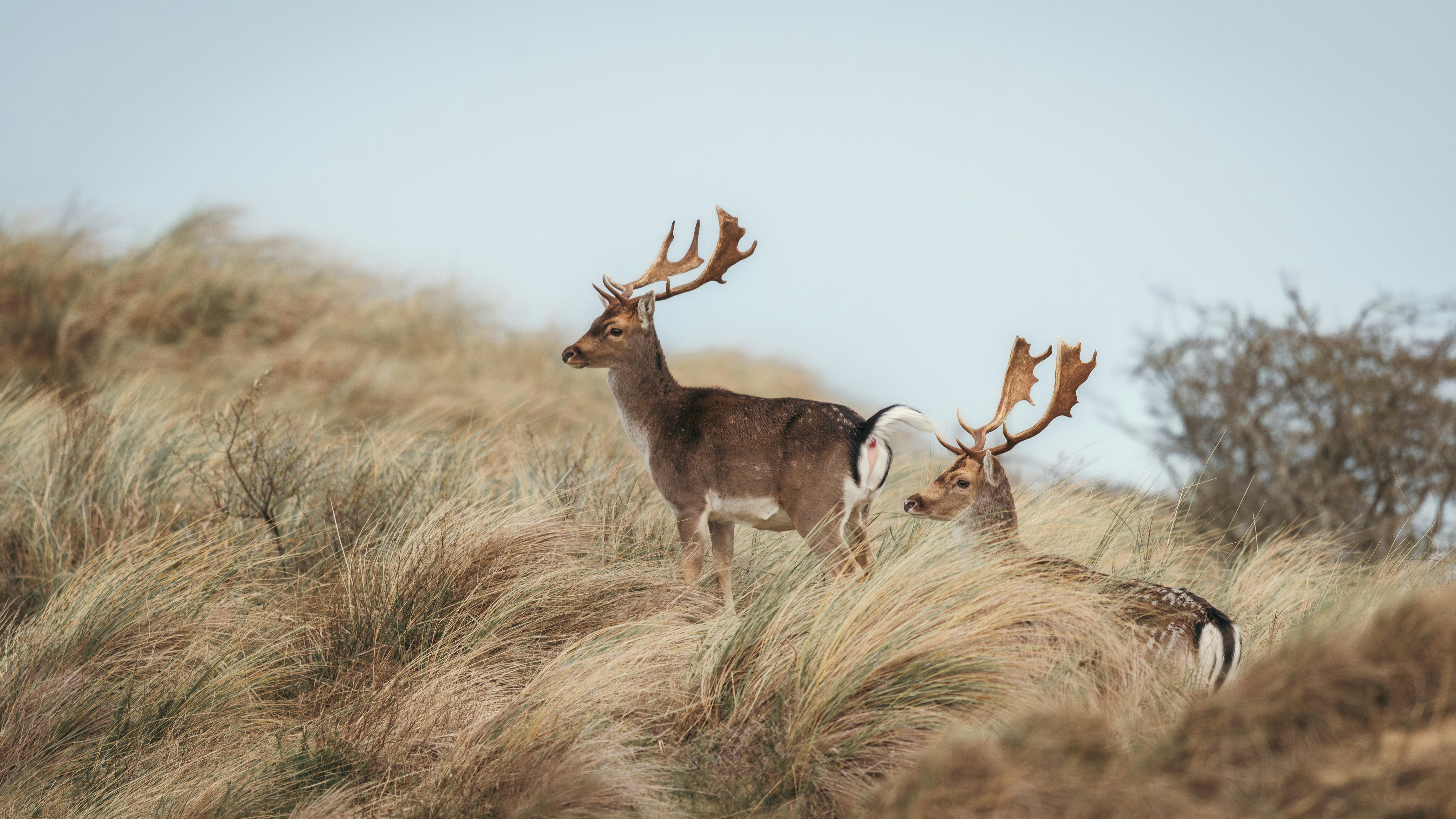 Photo by job_vermeulen