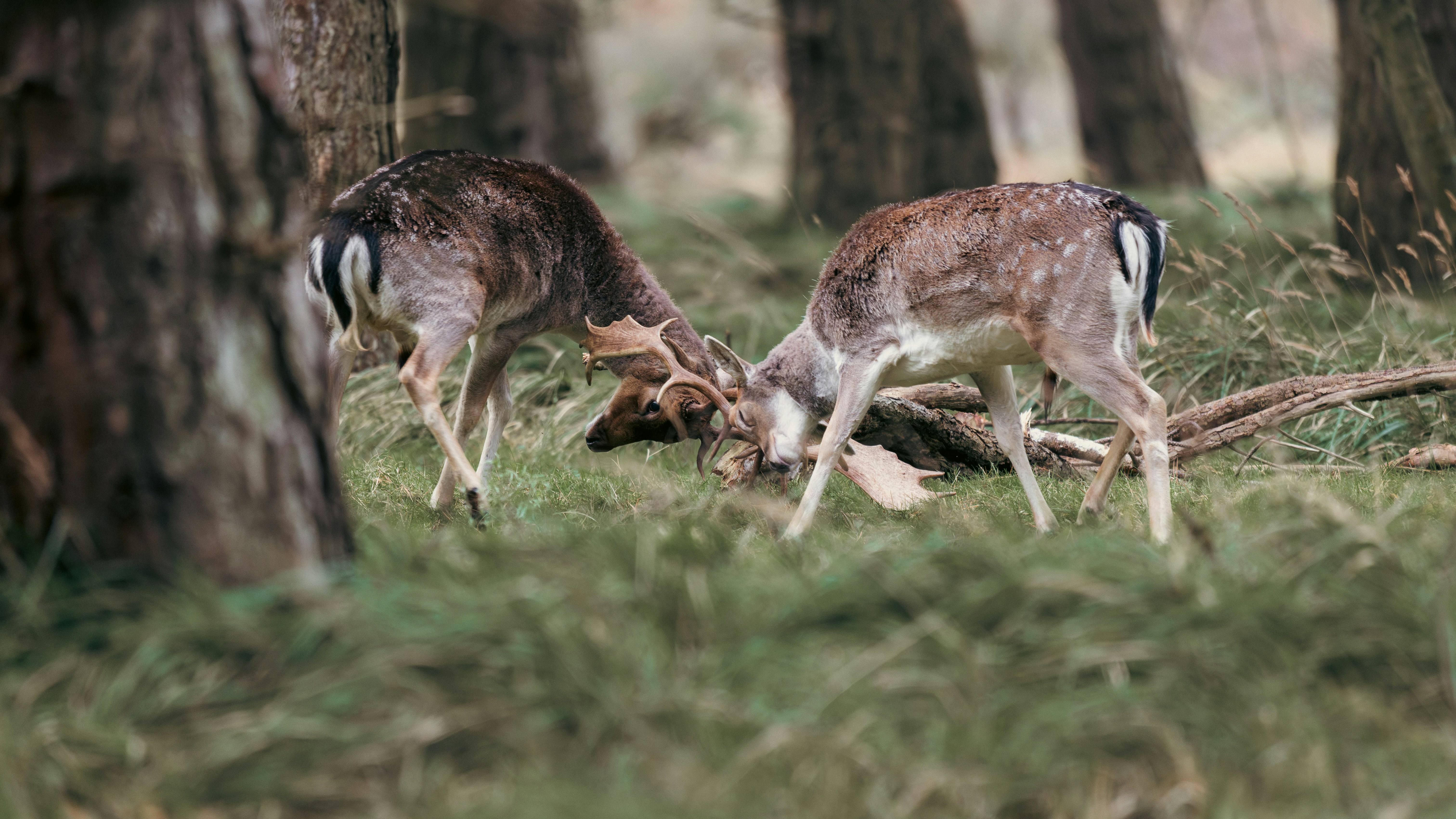 Y.Tatsukawa/龍川 悠平 (@YuheiTatsukawa) / Posts / X, image size:3000x1688