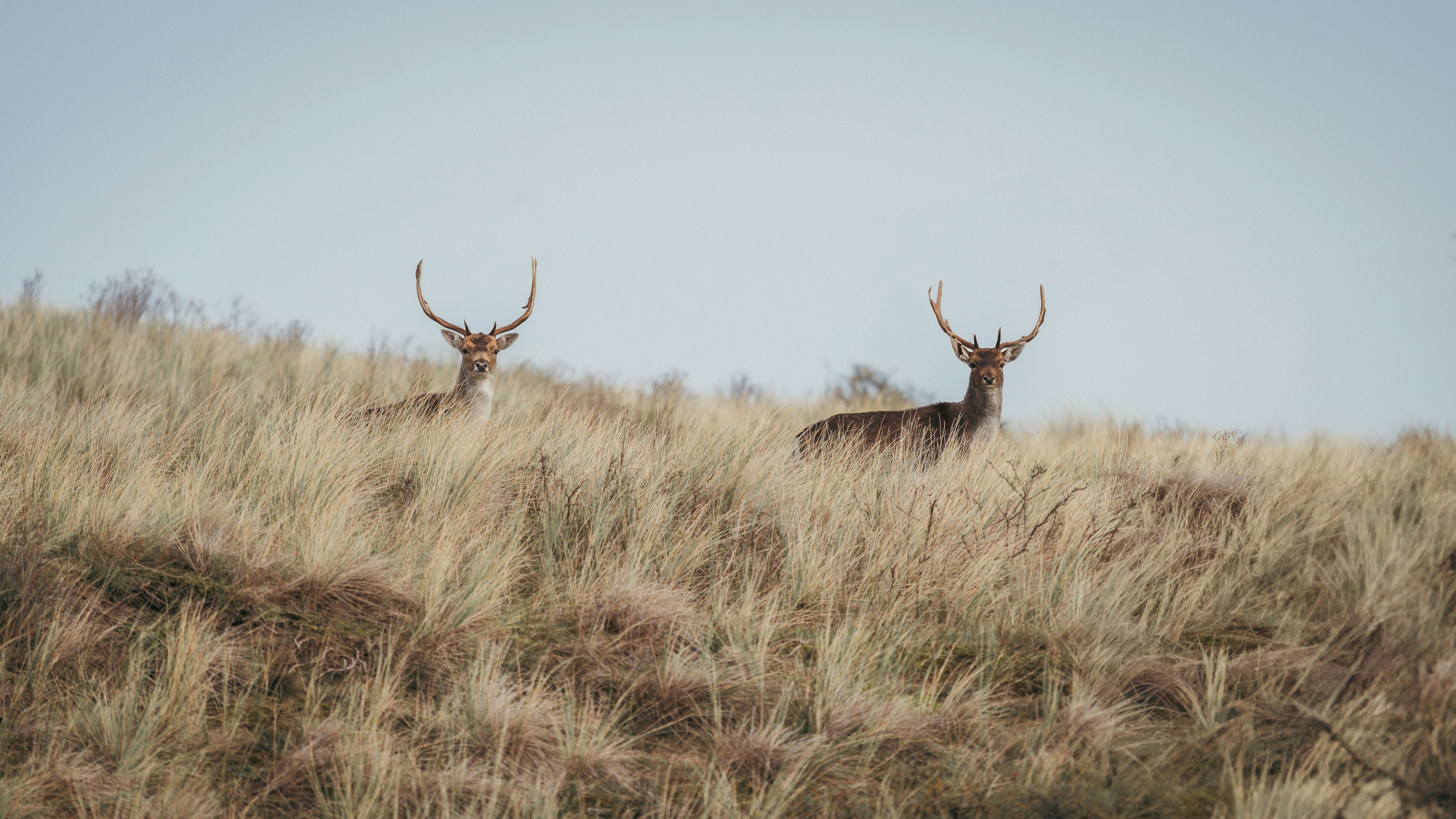 Photo by job_vermeulen