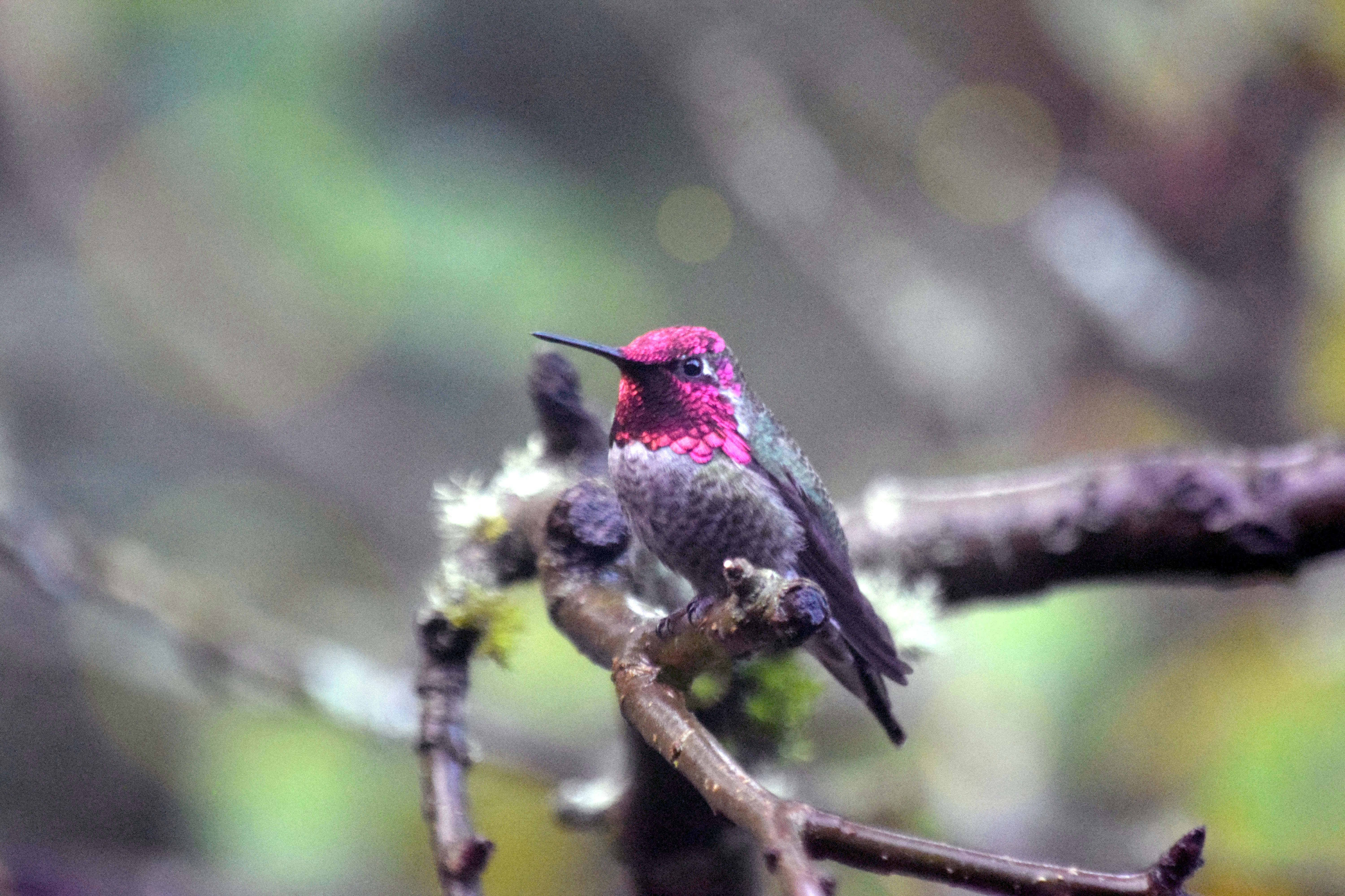 Doyle's Public House