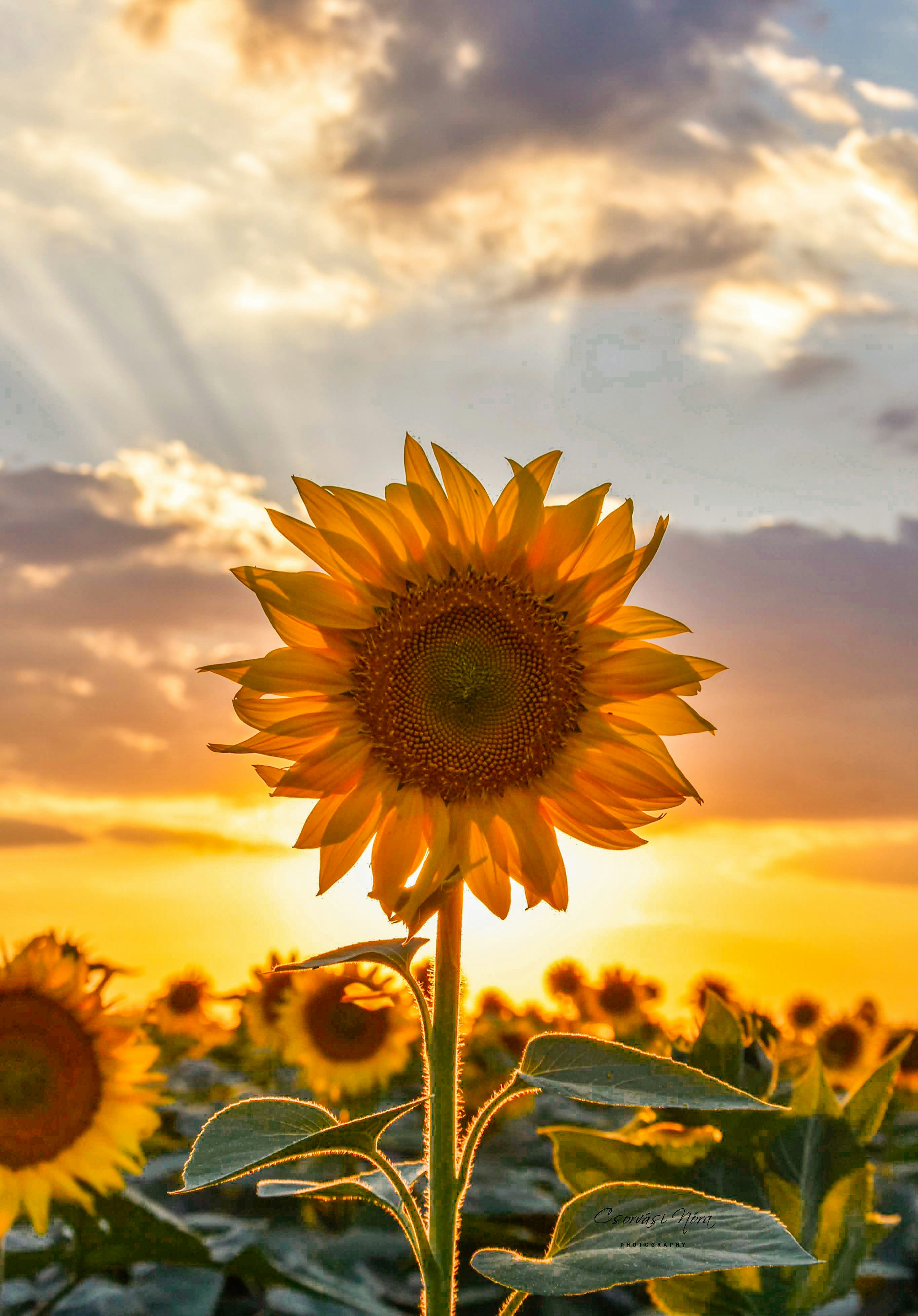 Photo by csorvasi_nori