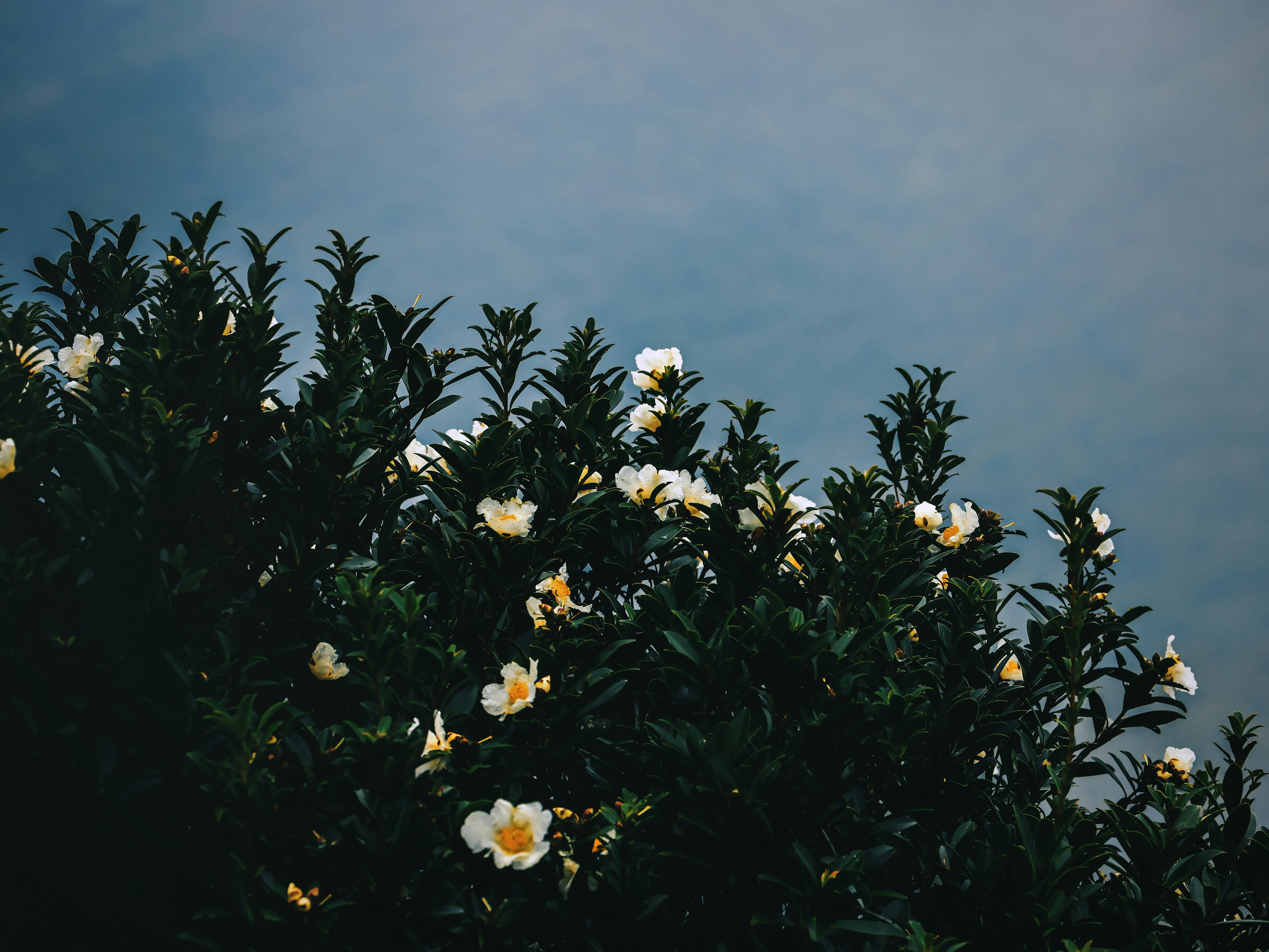 Photo by dickenslin76