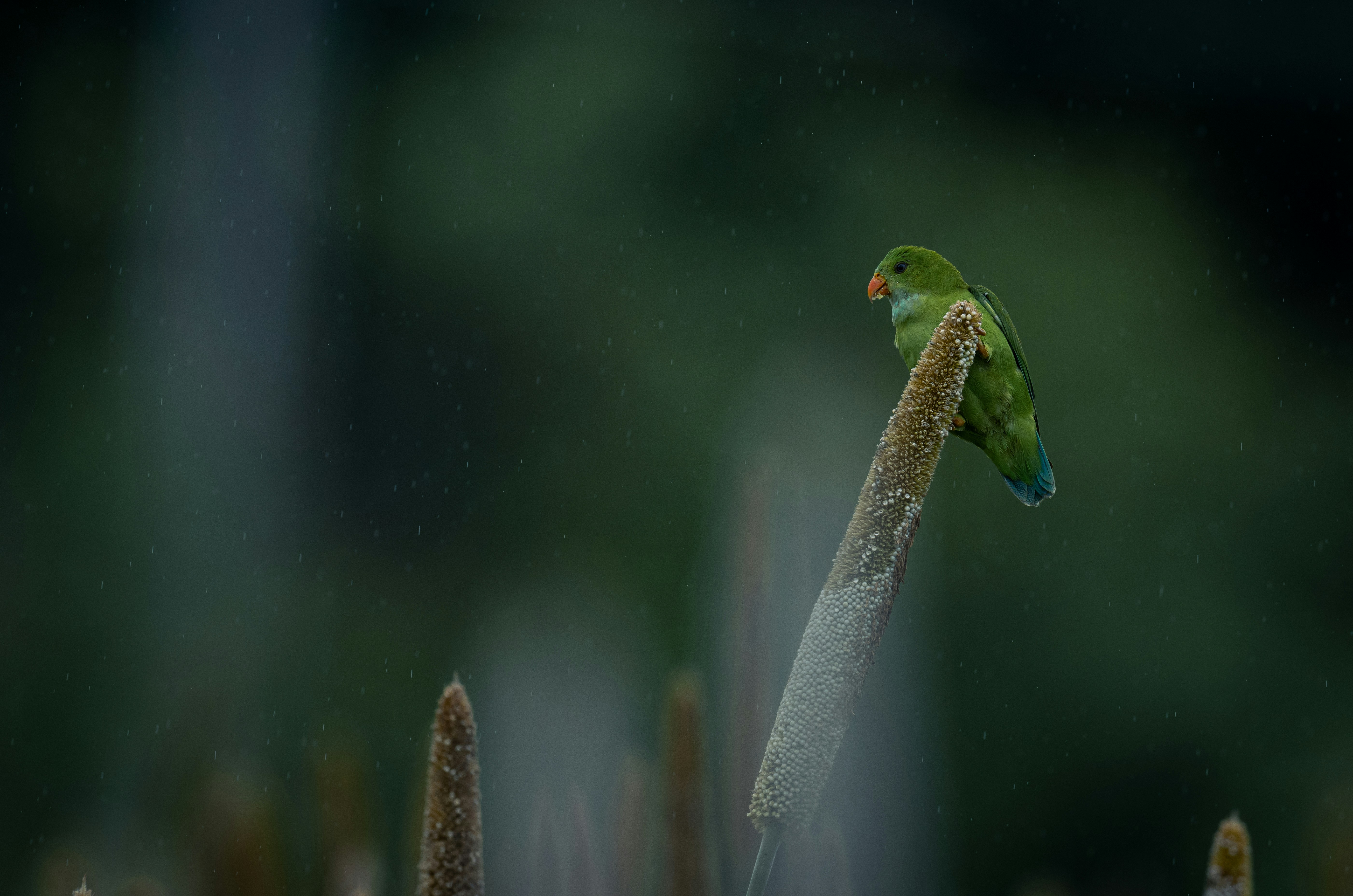 Un oiseau vert posé sur un bâton