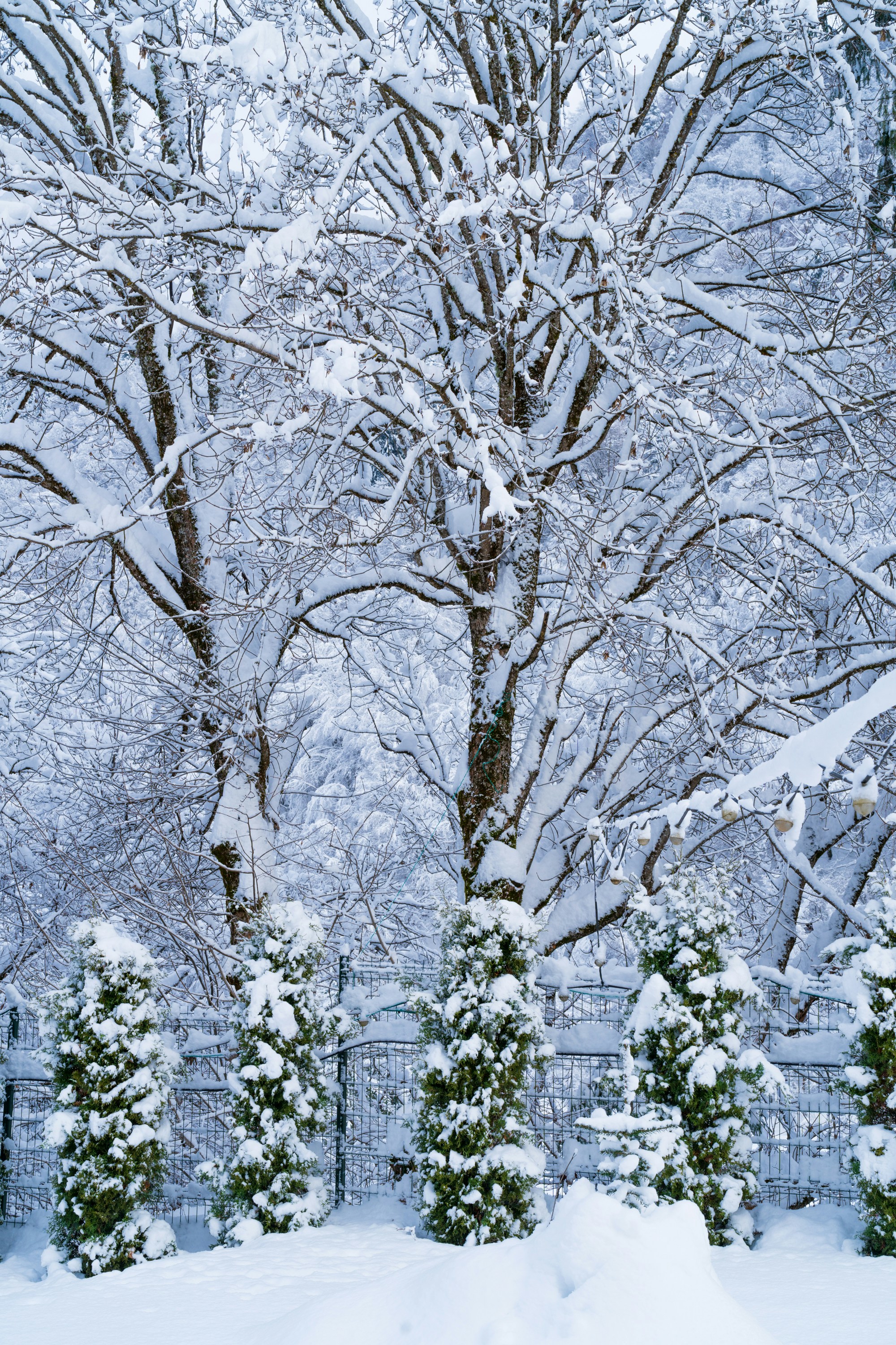winter wonderland wallpaper, wallpaper, Winter Crafts for Adults with Disabilities 5