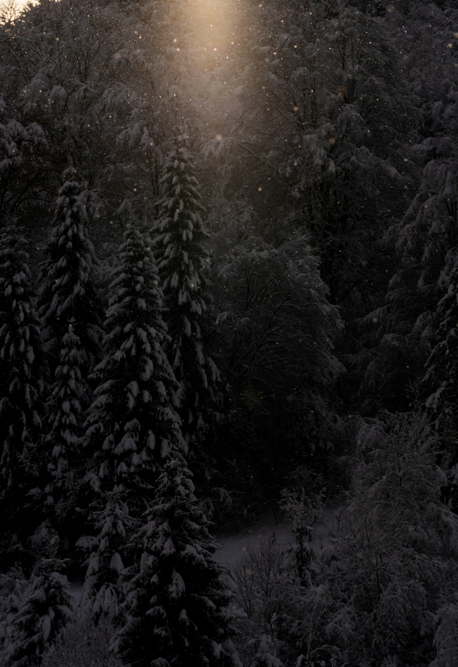A person on a snowboard in the middle of a forest