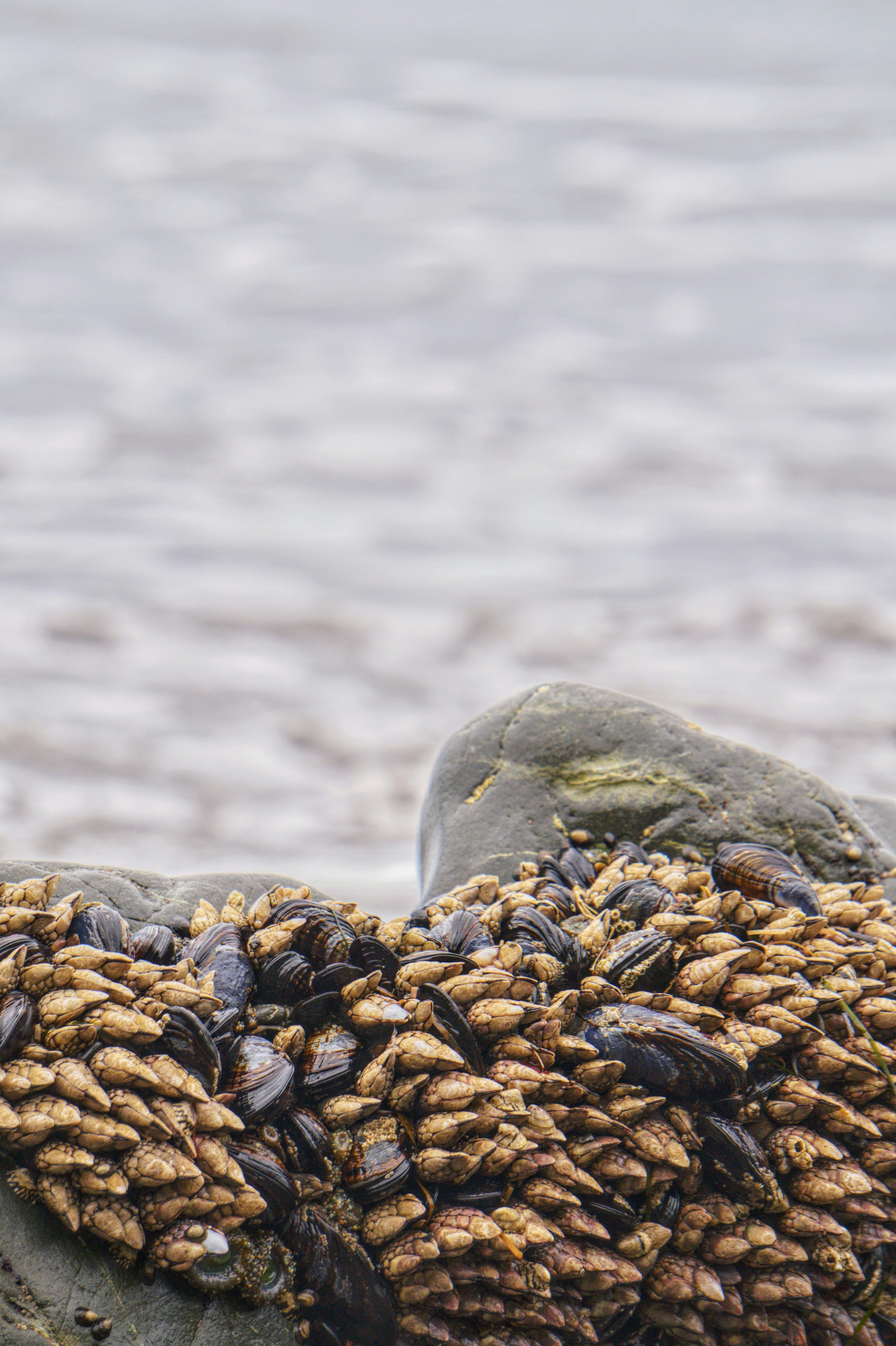 A sea lion laying on top of a rock next to the ocean