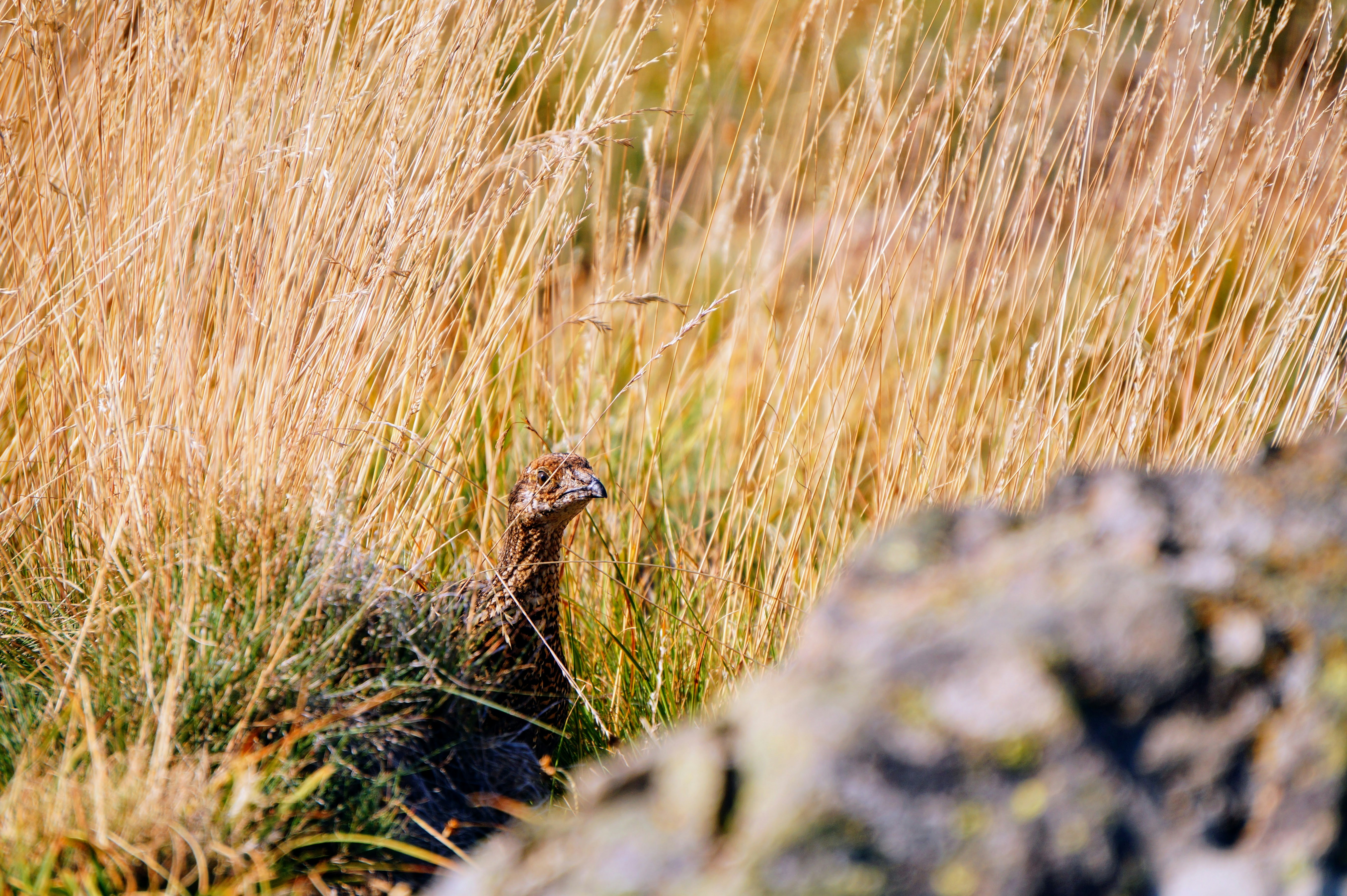 A bird standing in a field of tall grass