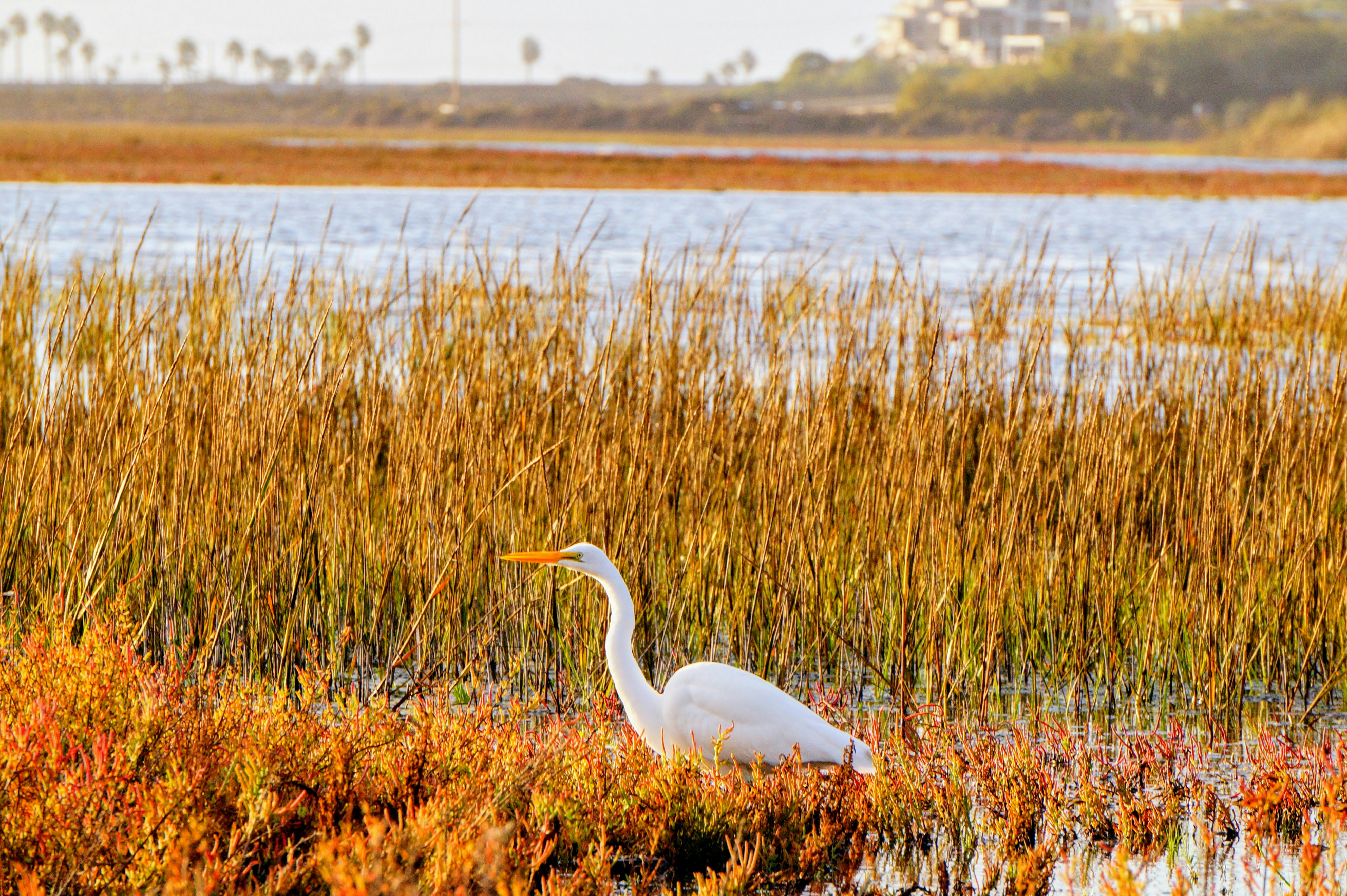 A large white bird standing in a marsh