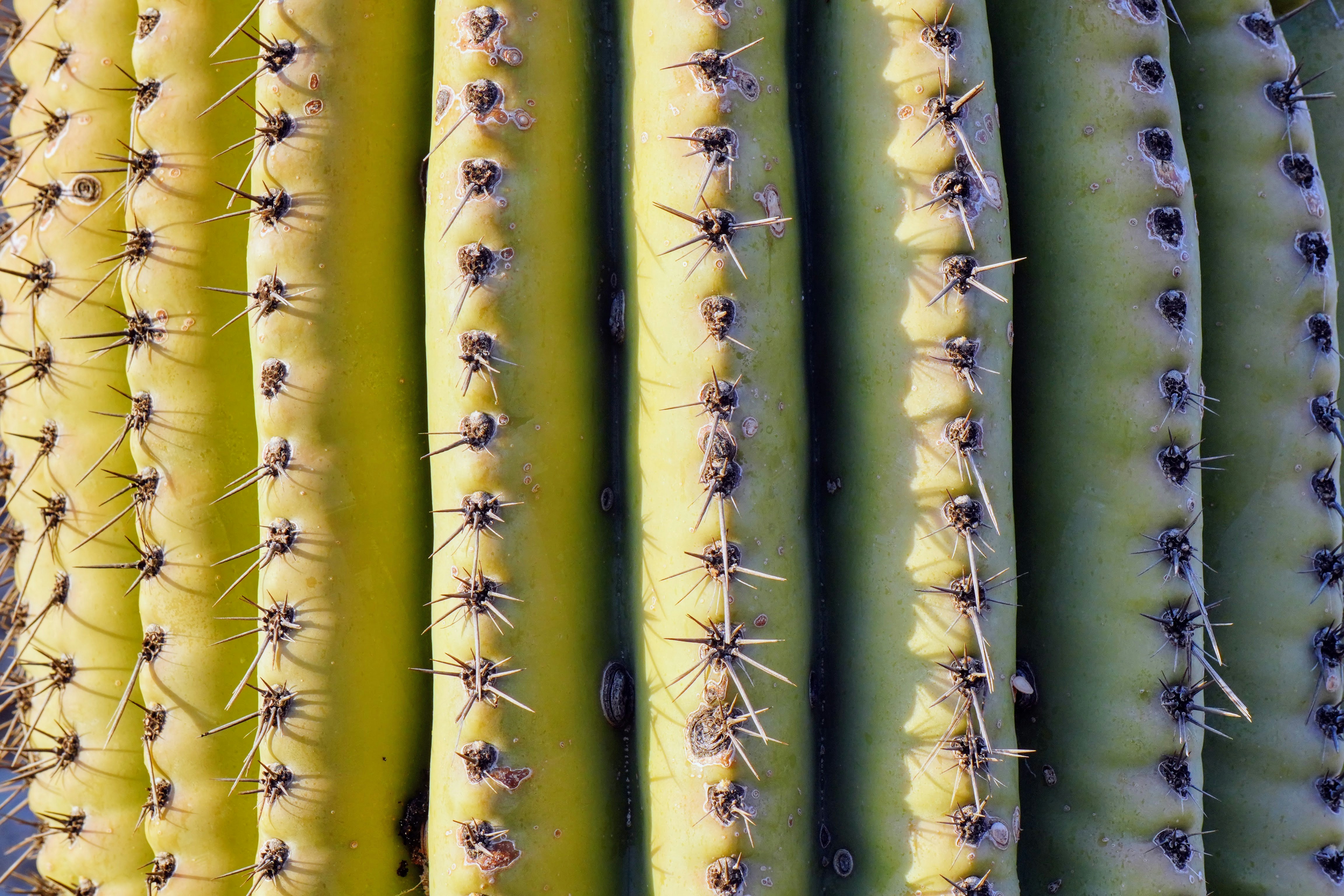 A close up of a green cactus plant
