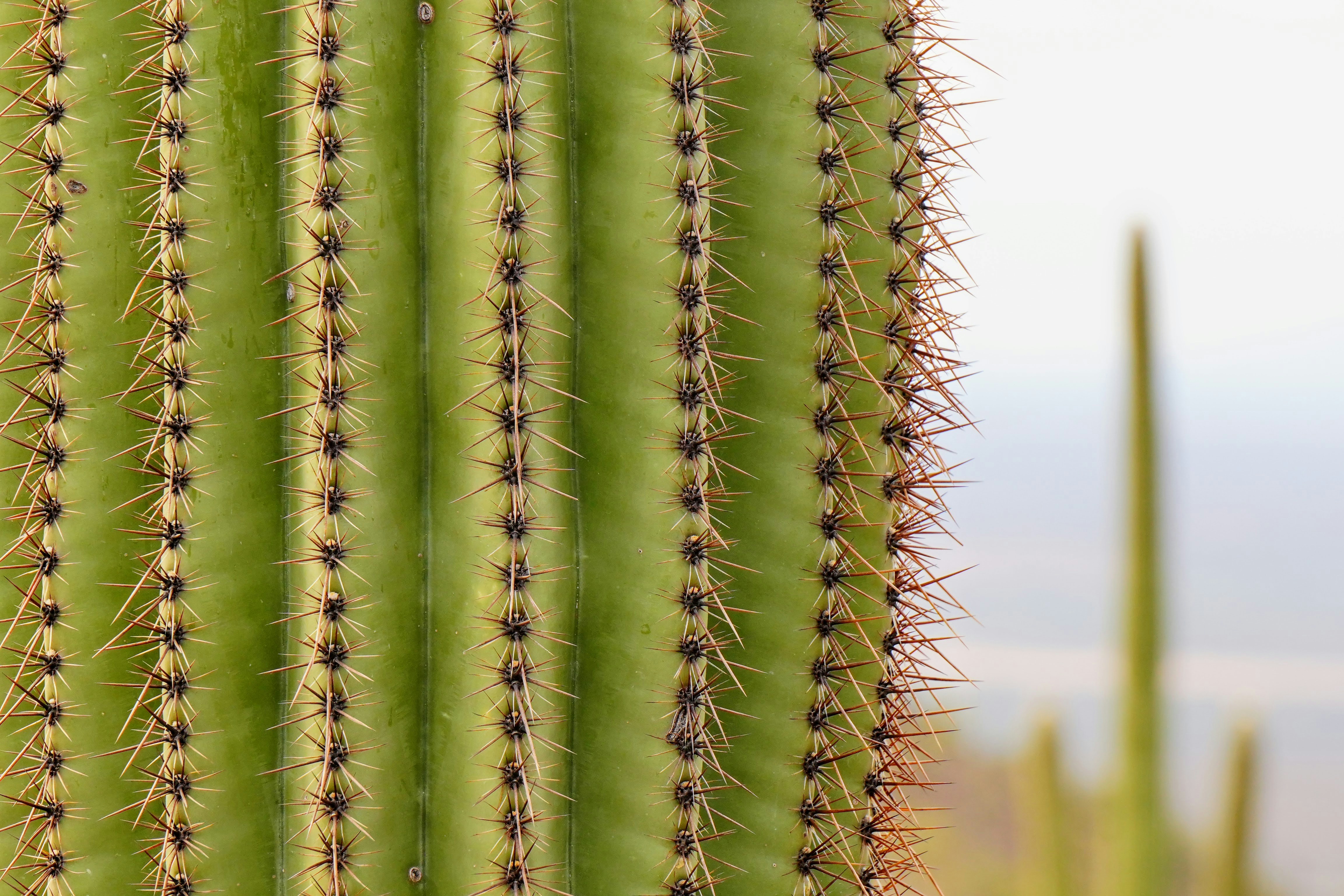 A close up of a green cactus plant