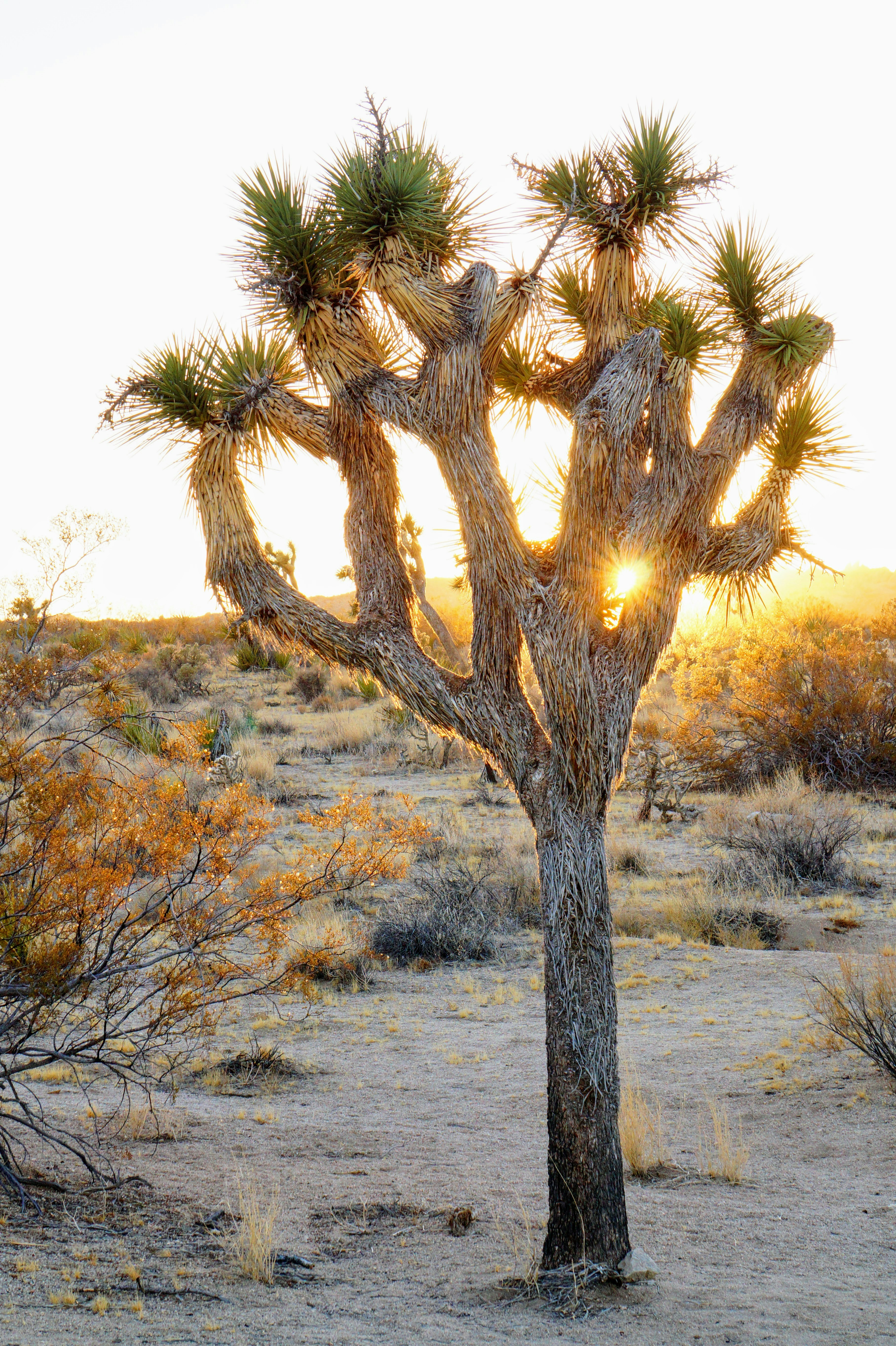 Los sellos distintivos de la creacion imagen destacada