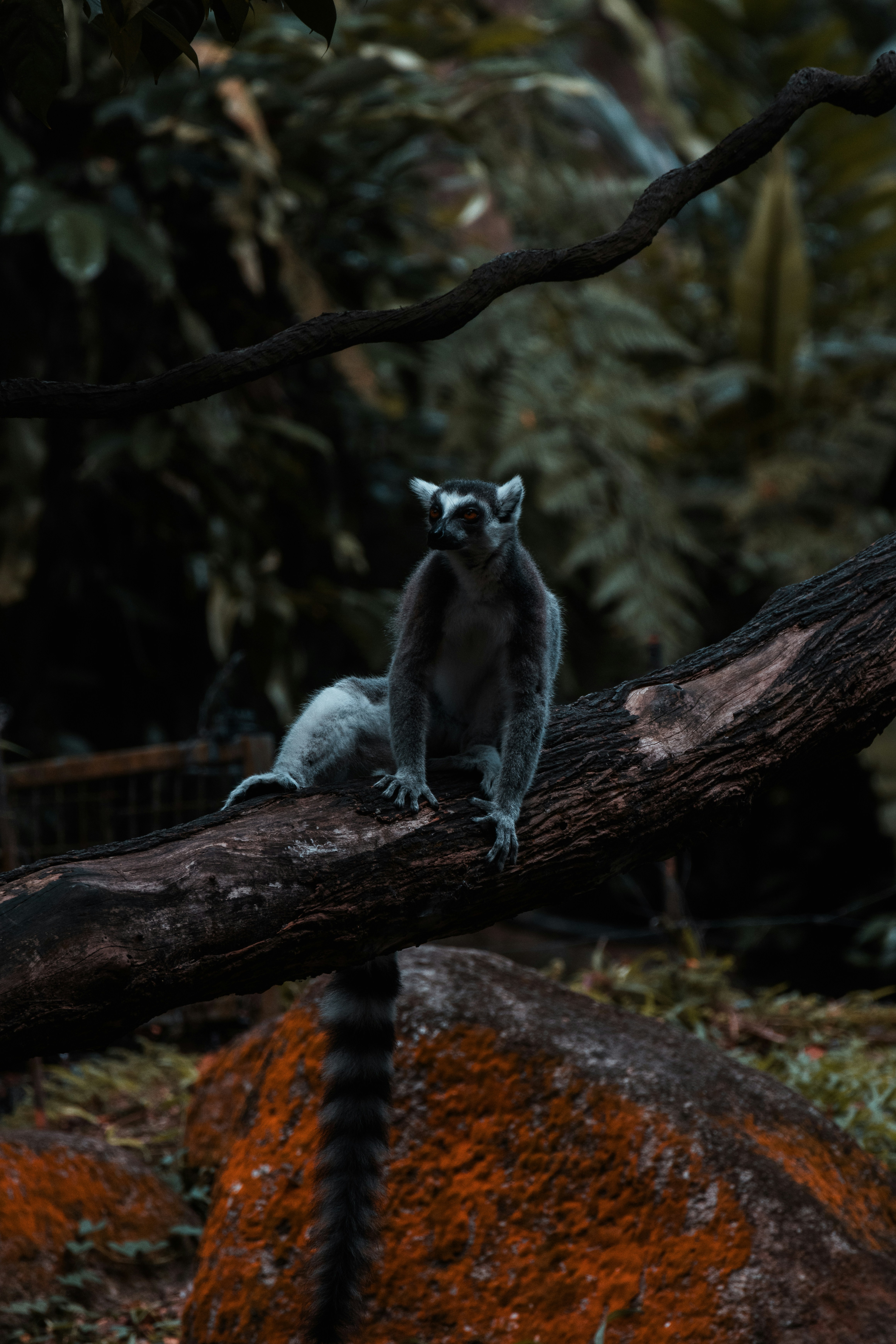 Un raton laveur assis sur une branche d’arbre dans une forêt