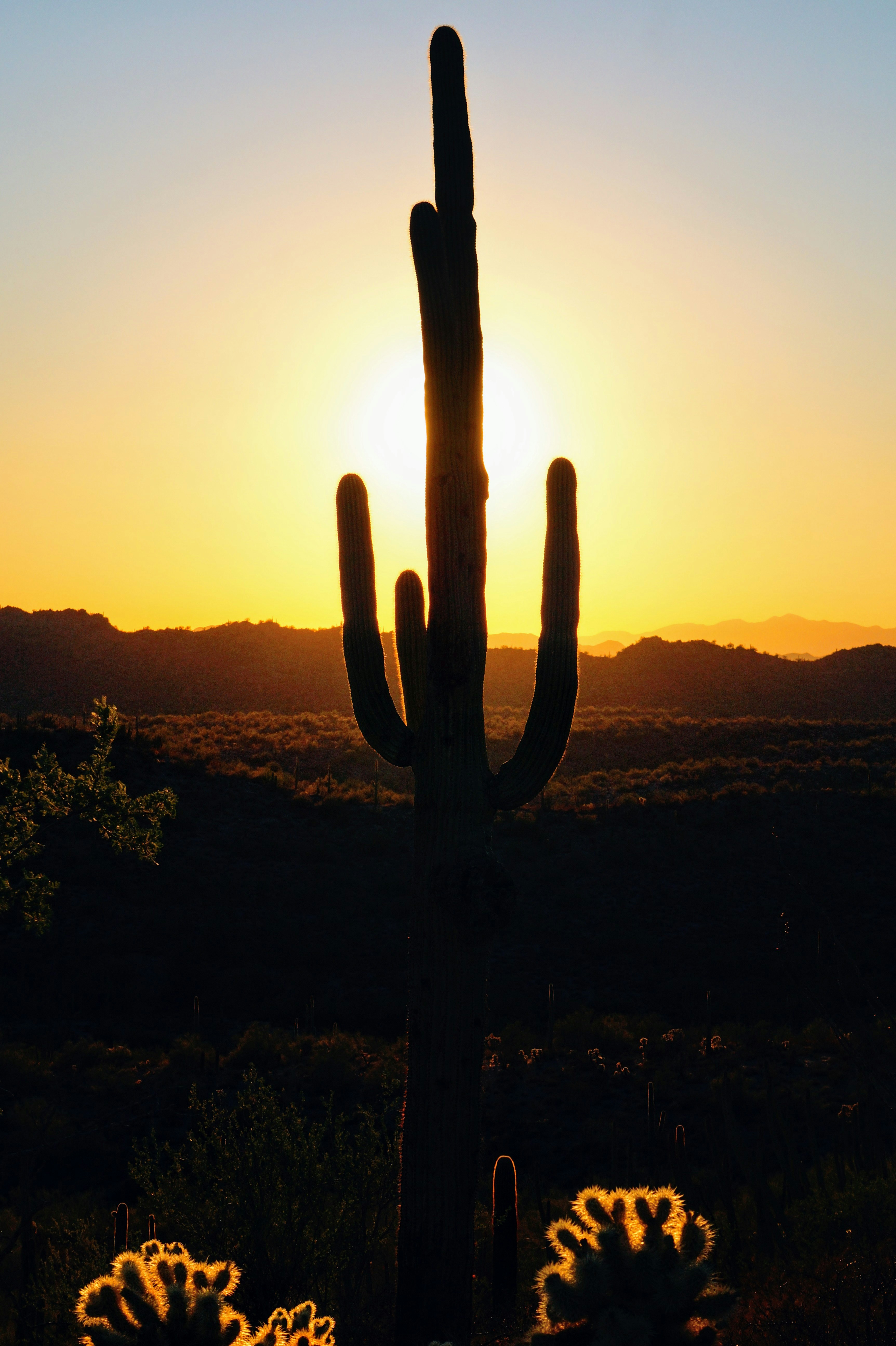 The sun is setting behind a large cactus