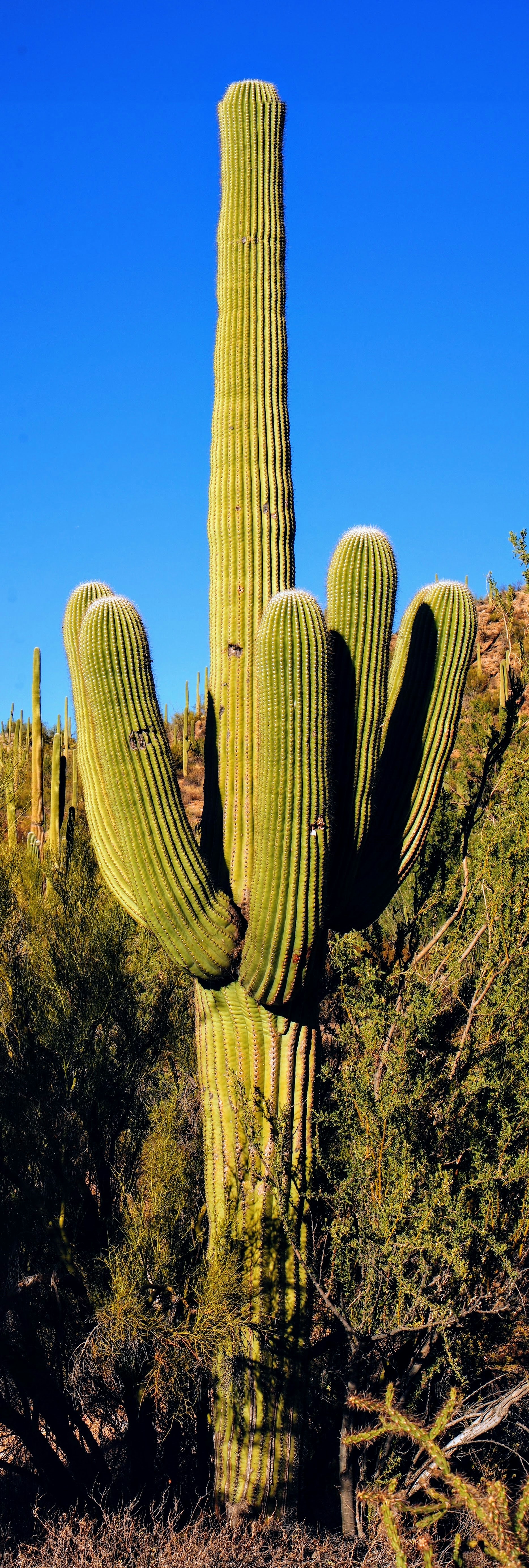 A large cactus in the middle of a desert