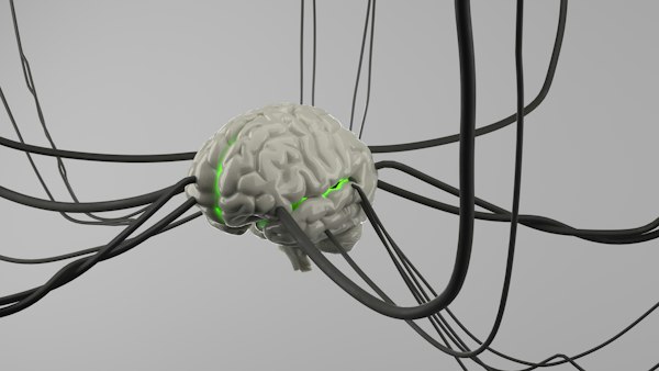 Brain Neuroscience