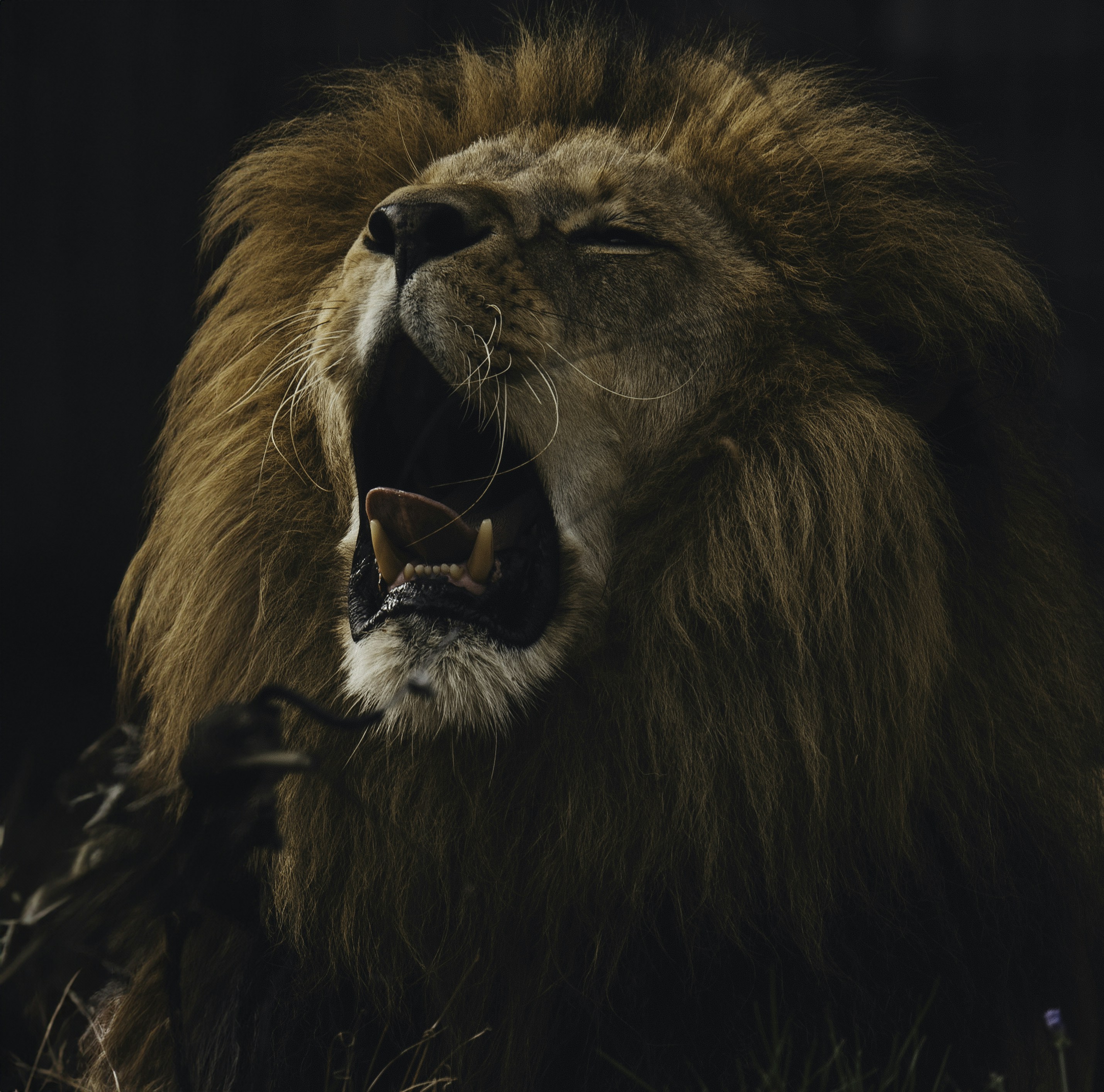 The Lion’s Midnight Roar (image credits: unsplash)
