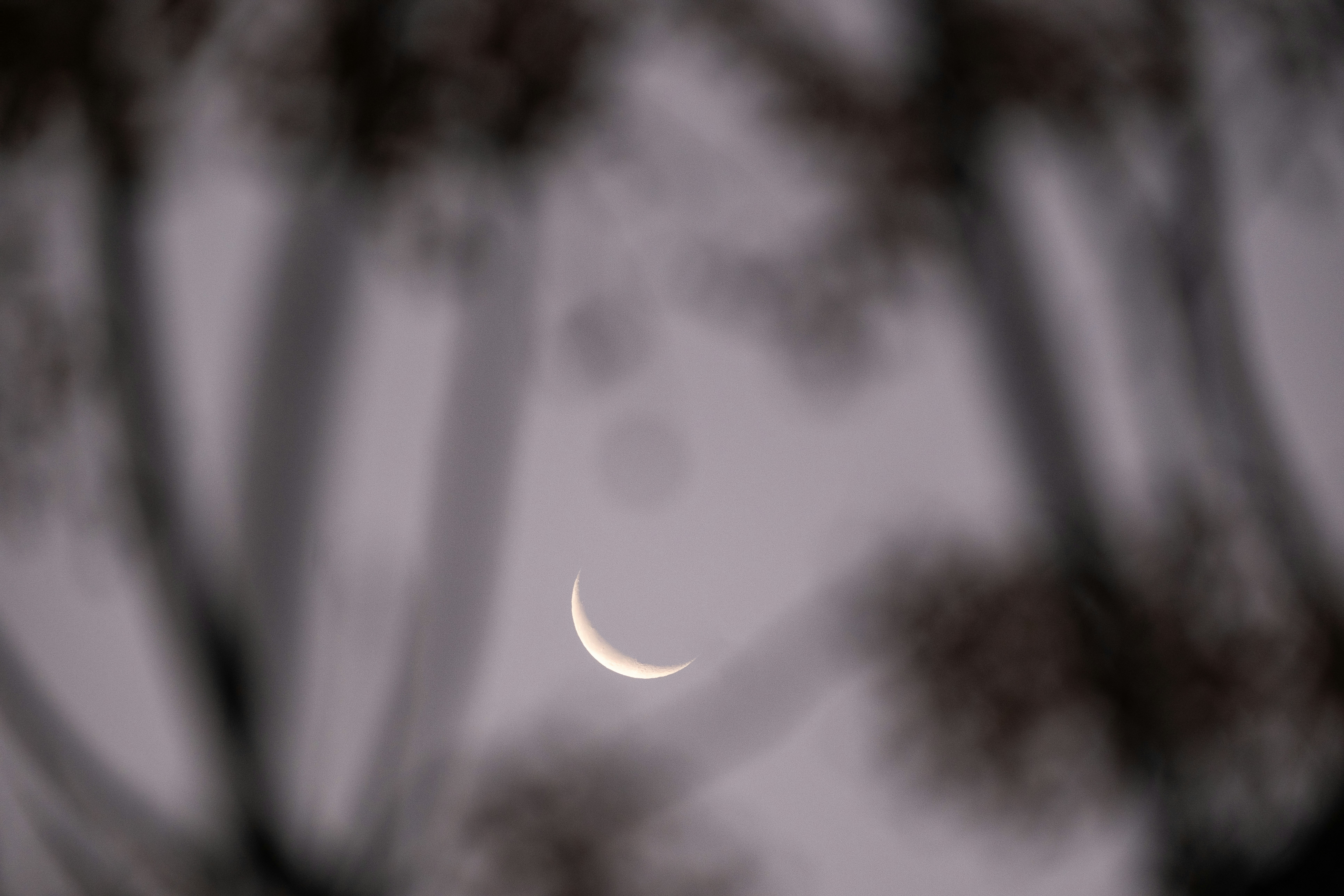 A lua é vista através dos galhos de uma árvore