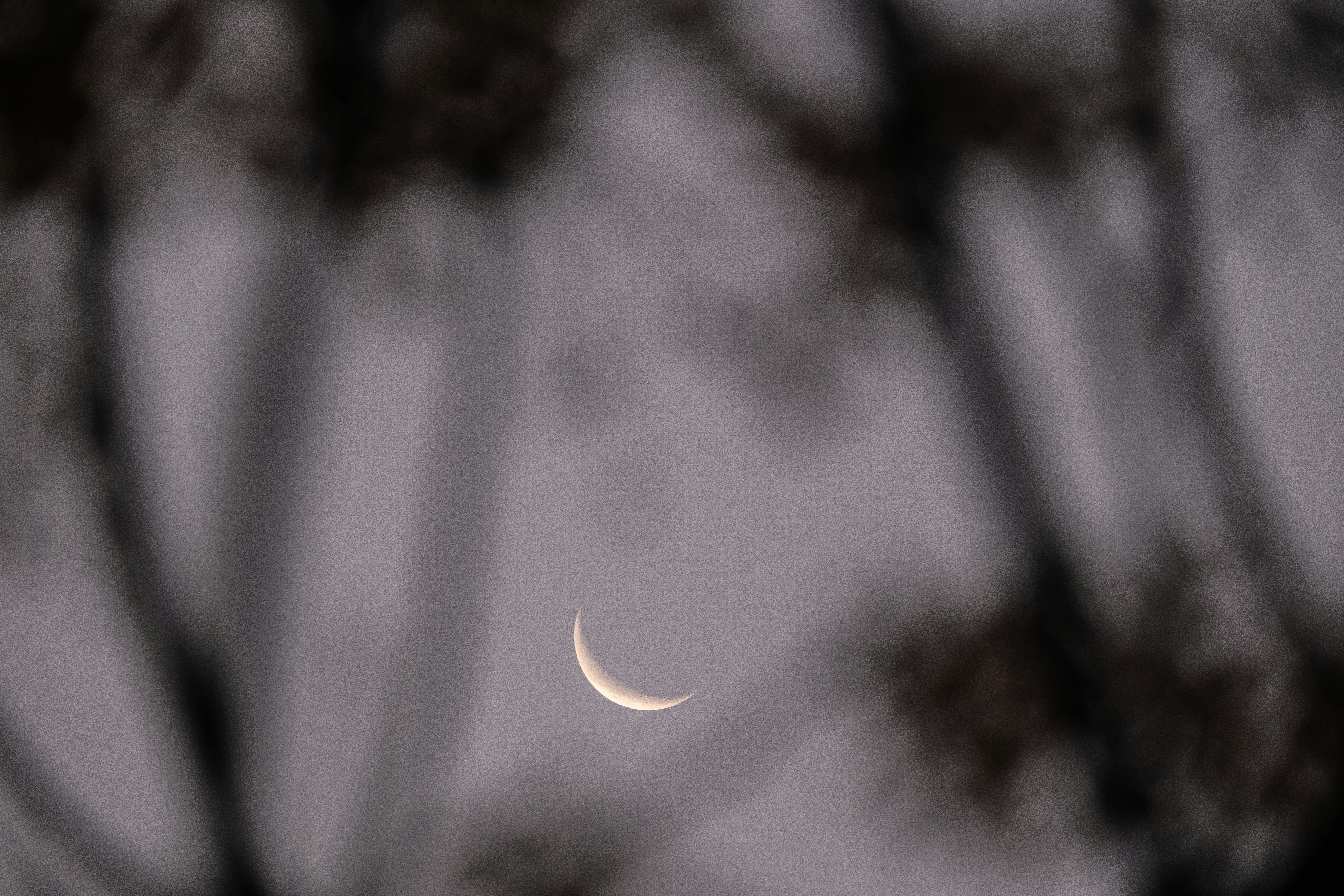 The moon is seen through the branches of a tree