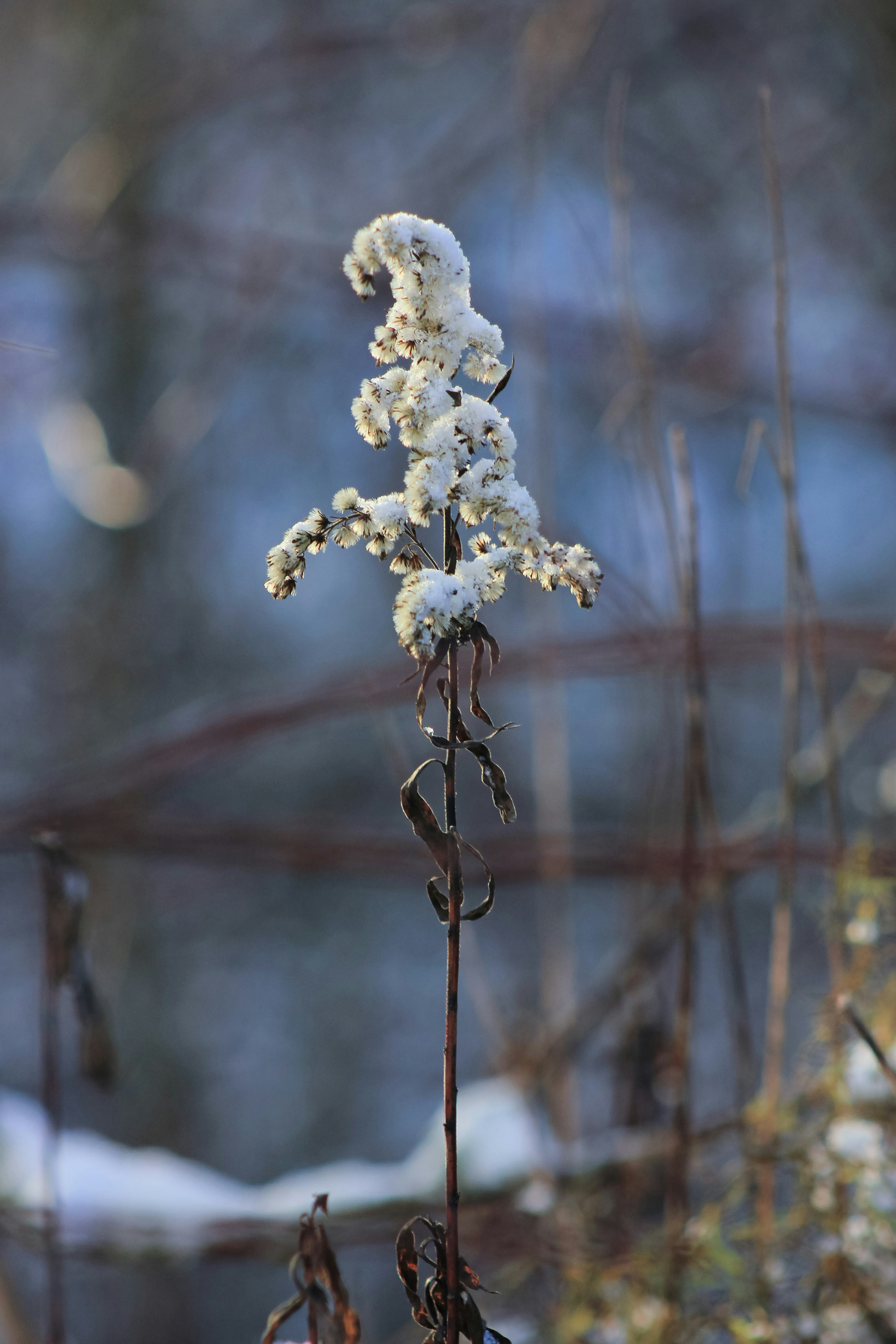 A plant with snow on it in a field