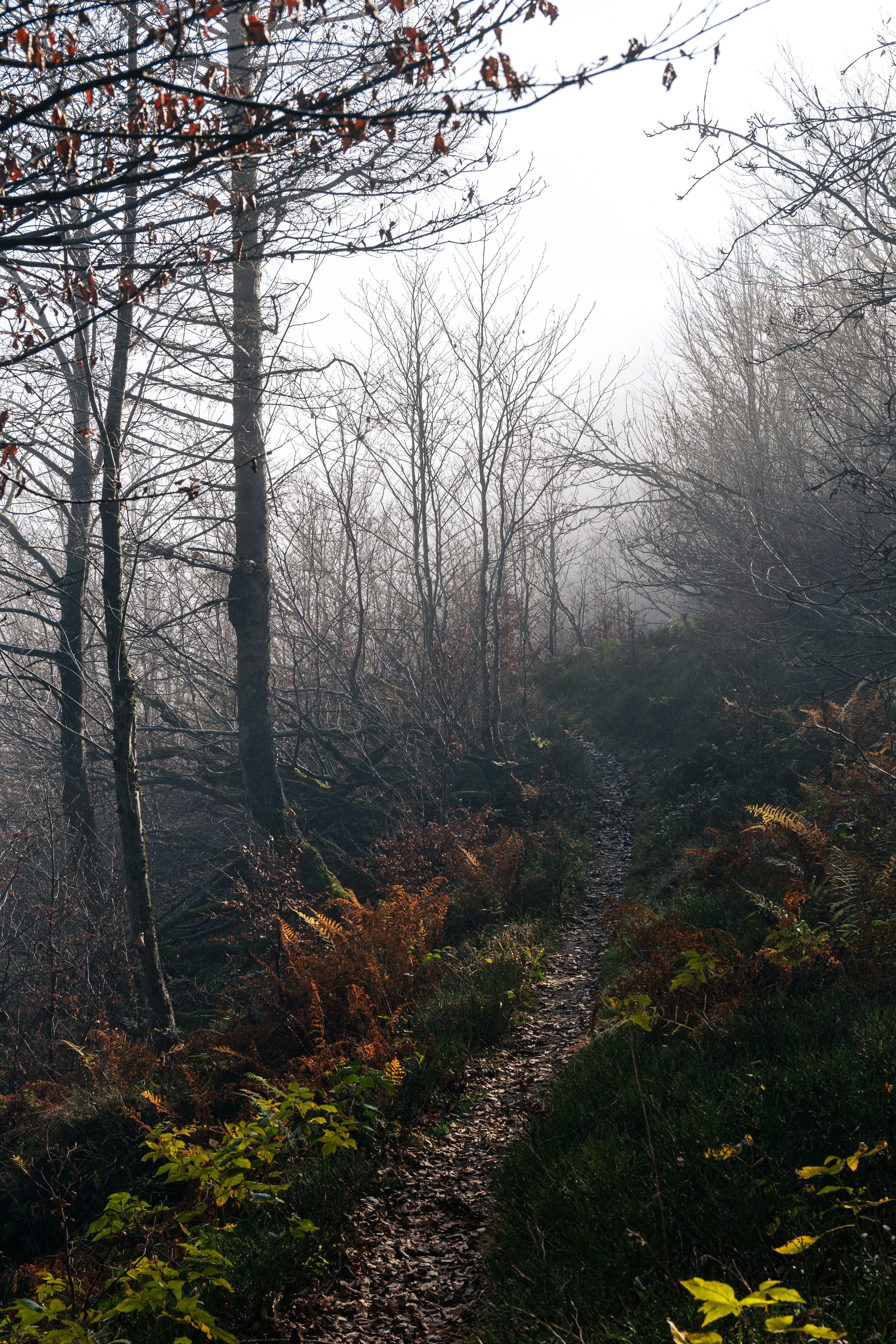A trail in the woods on a foggy day