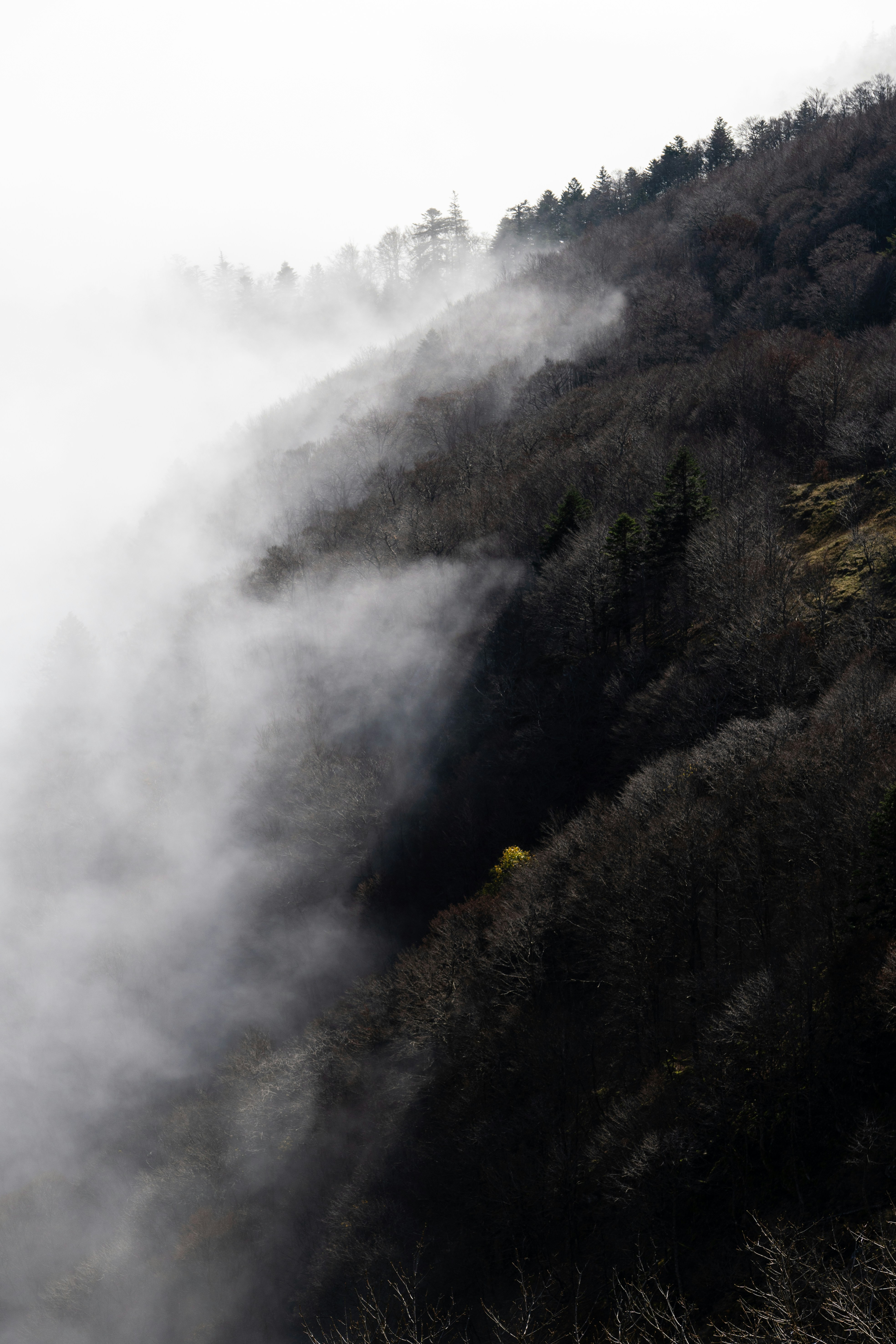 A mountain covered in fog with trees in the background