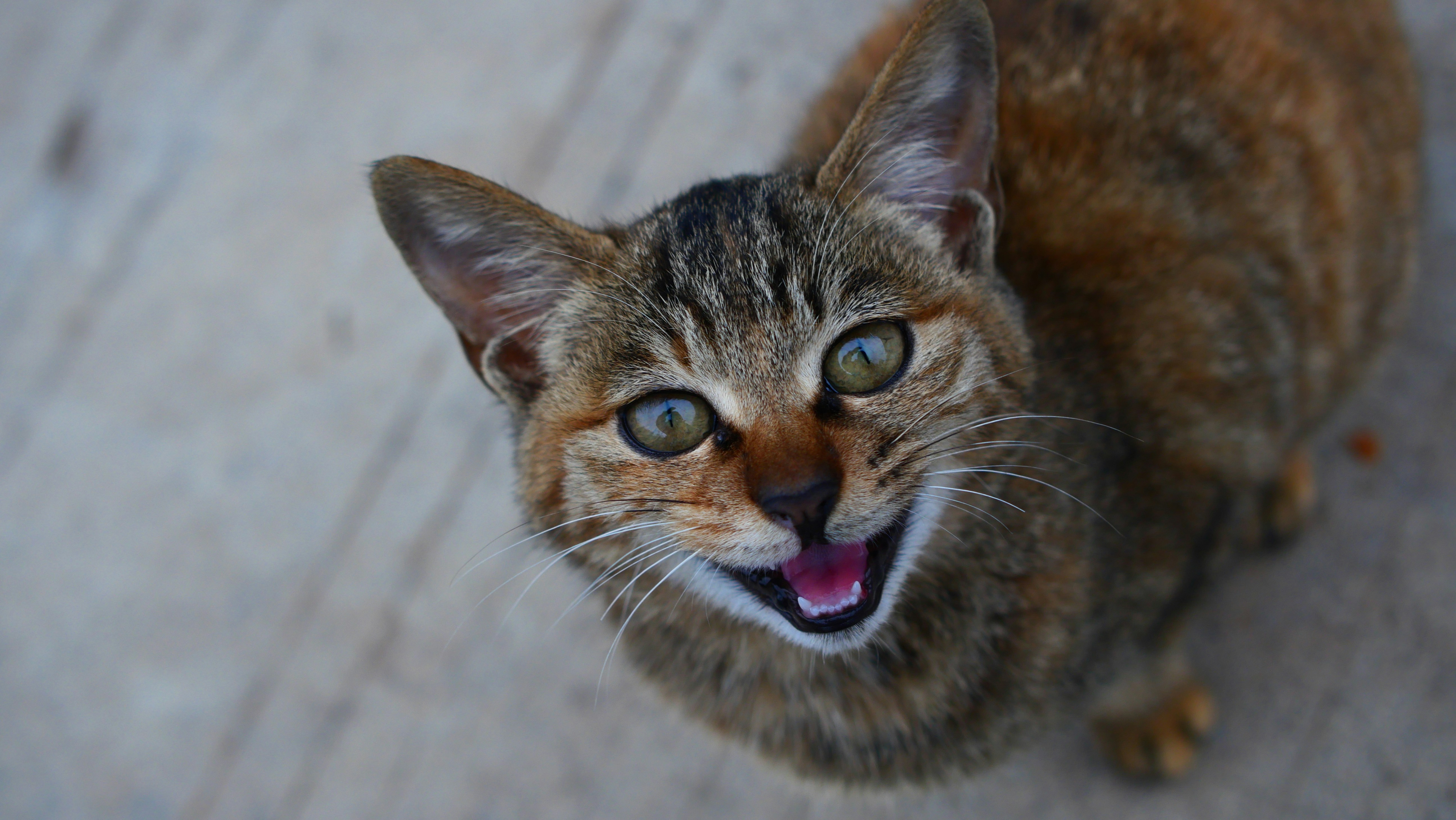 The Mysterious “Aby Smile” (image credits: unsplash)