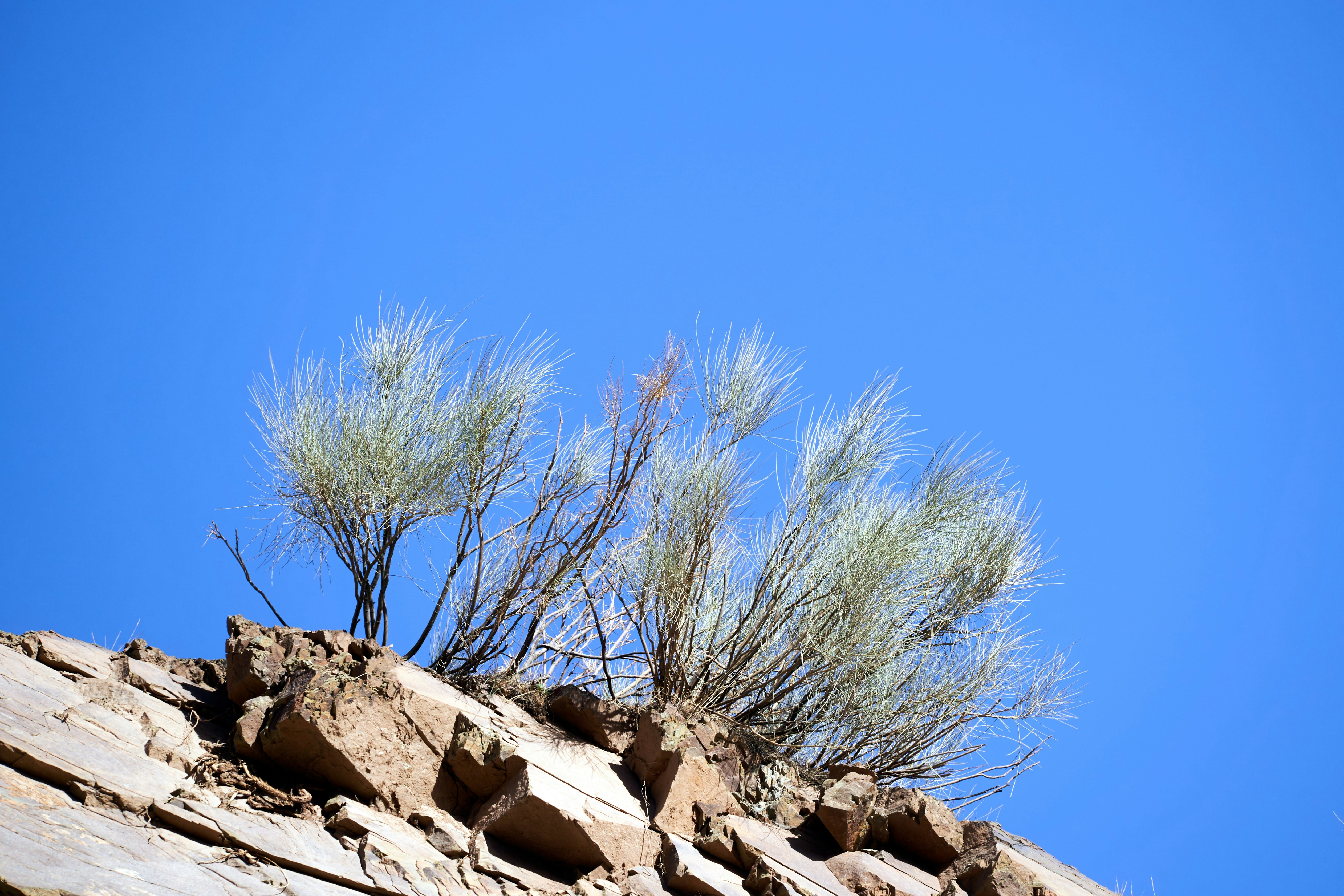 Photo by wolfgang_hasselmann