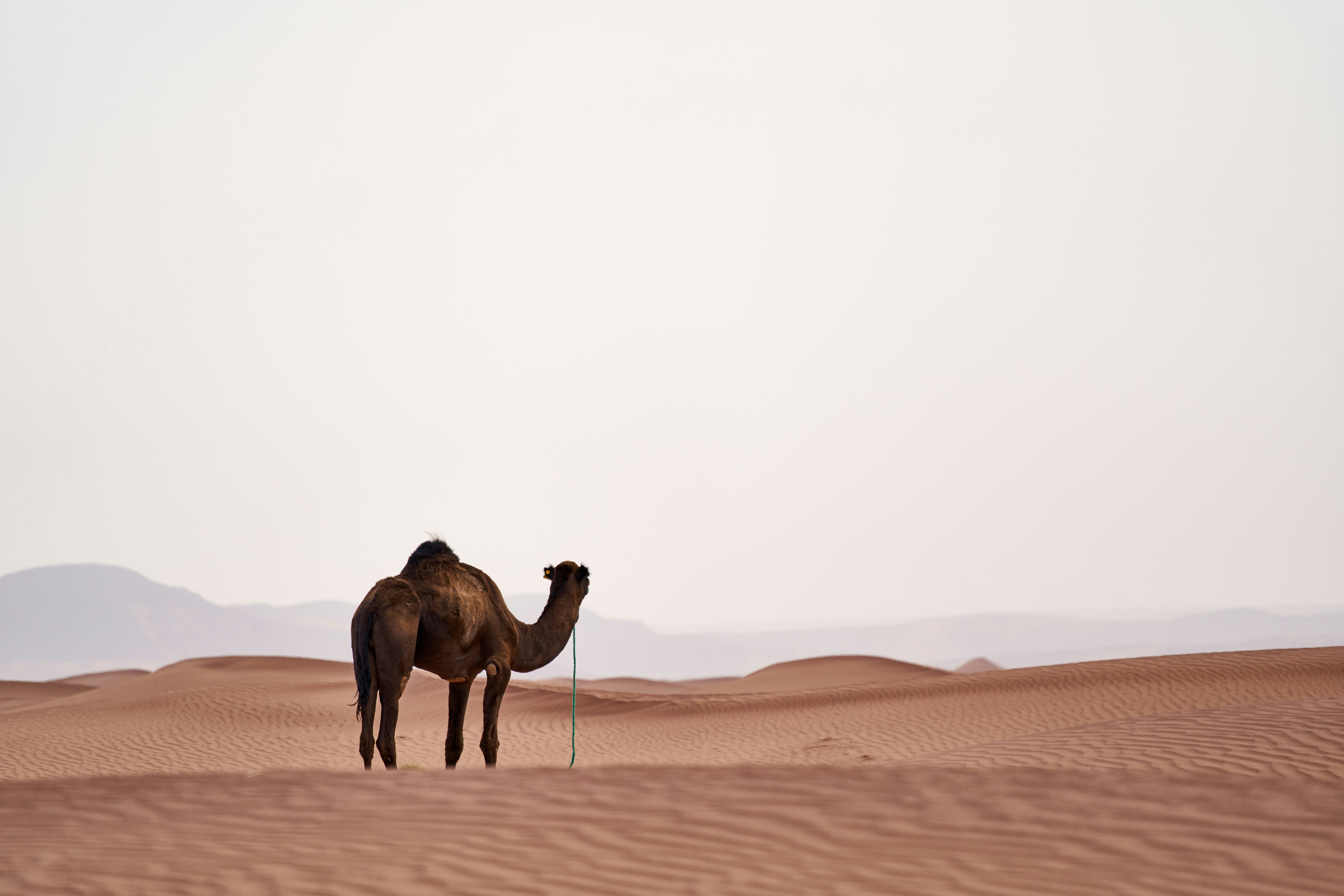 Photo by wolfgang_hasselmann