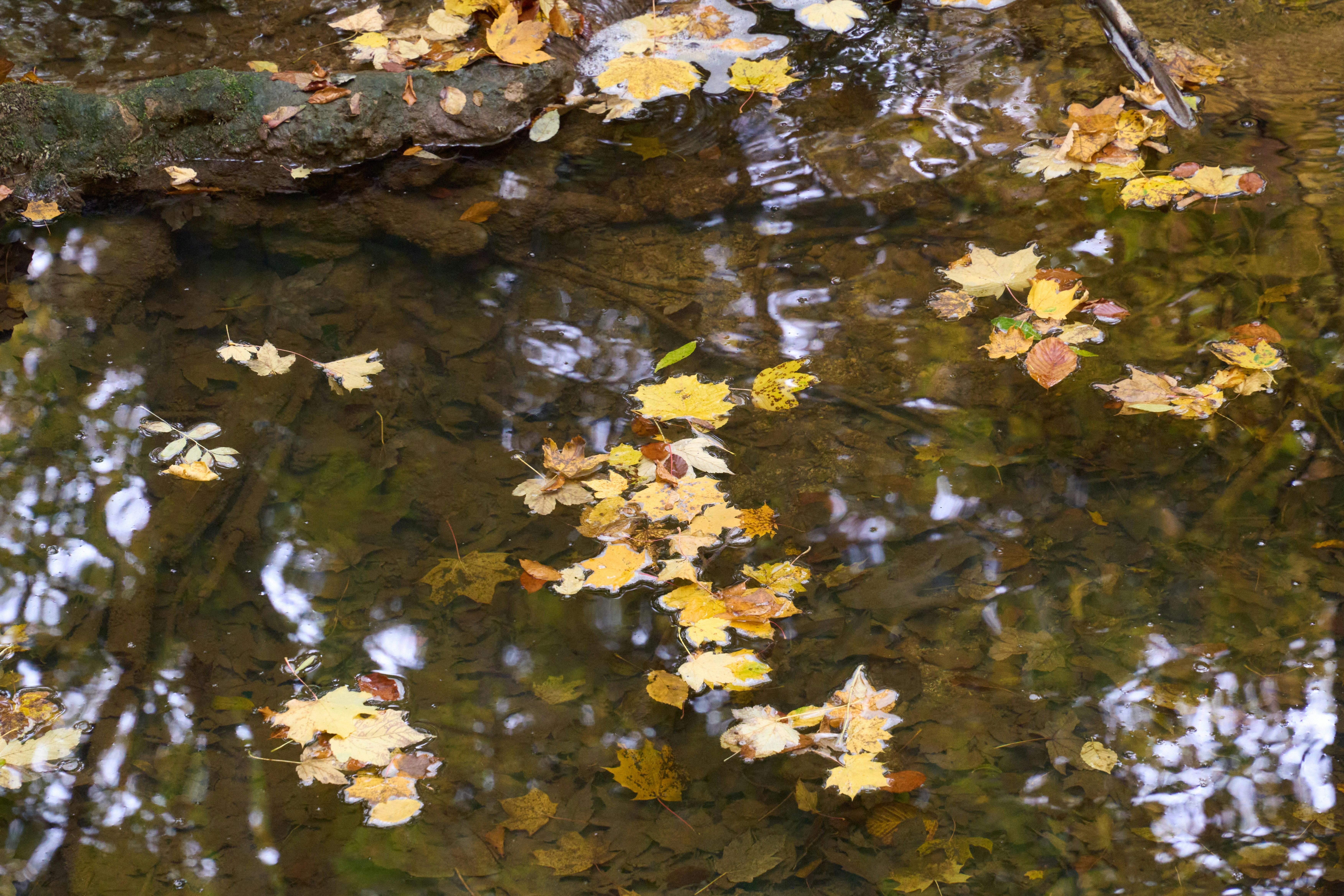 Photo by wolfgang_hasselmann