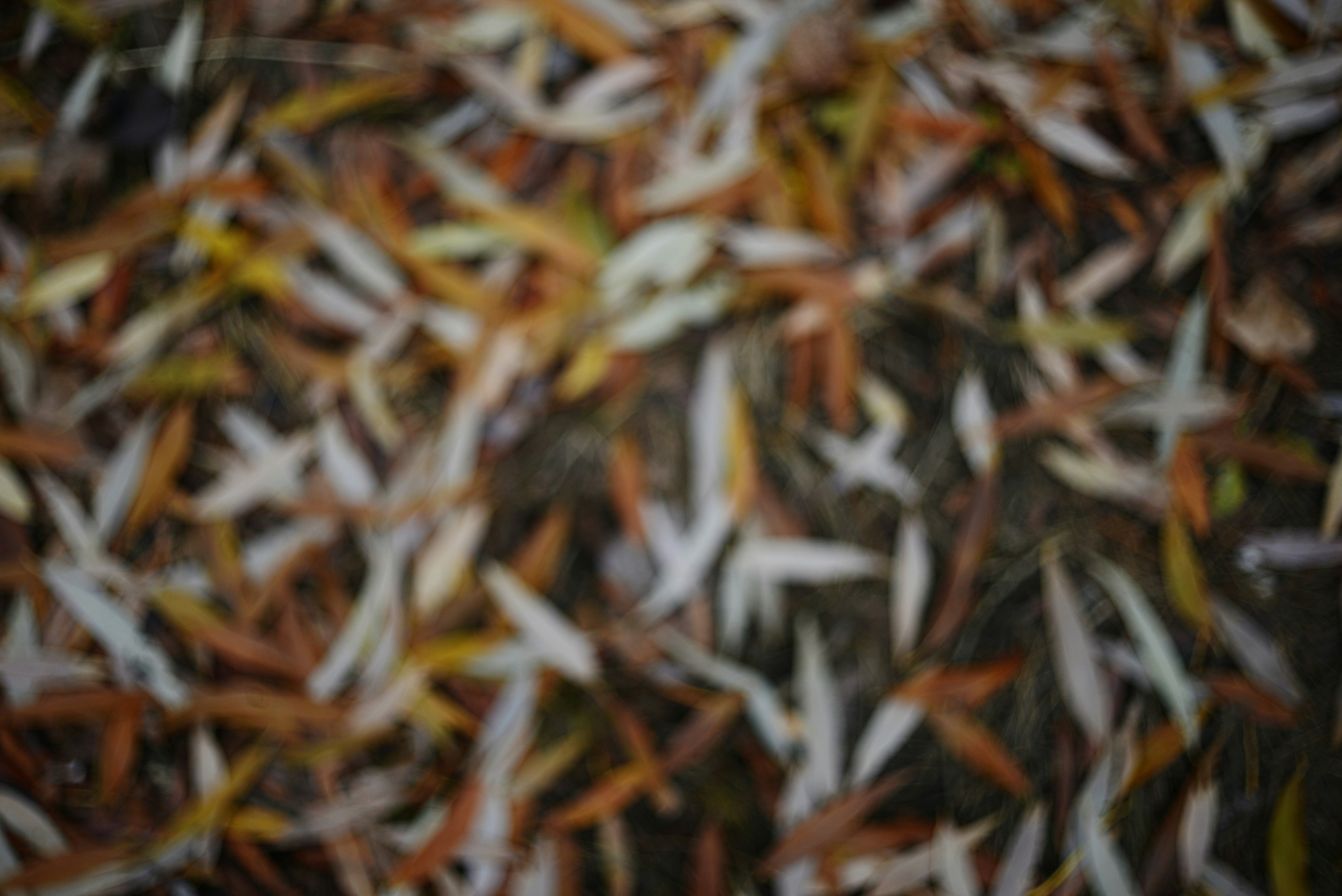 Photo by cherstve_pechivo