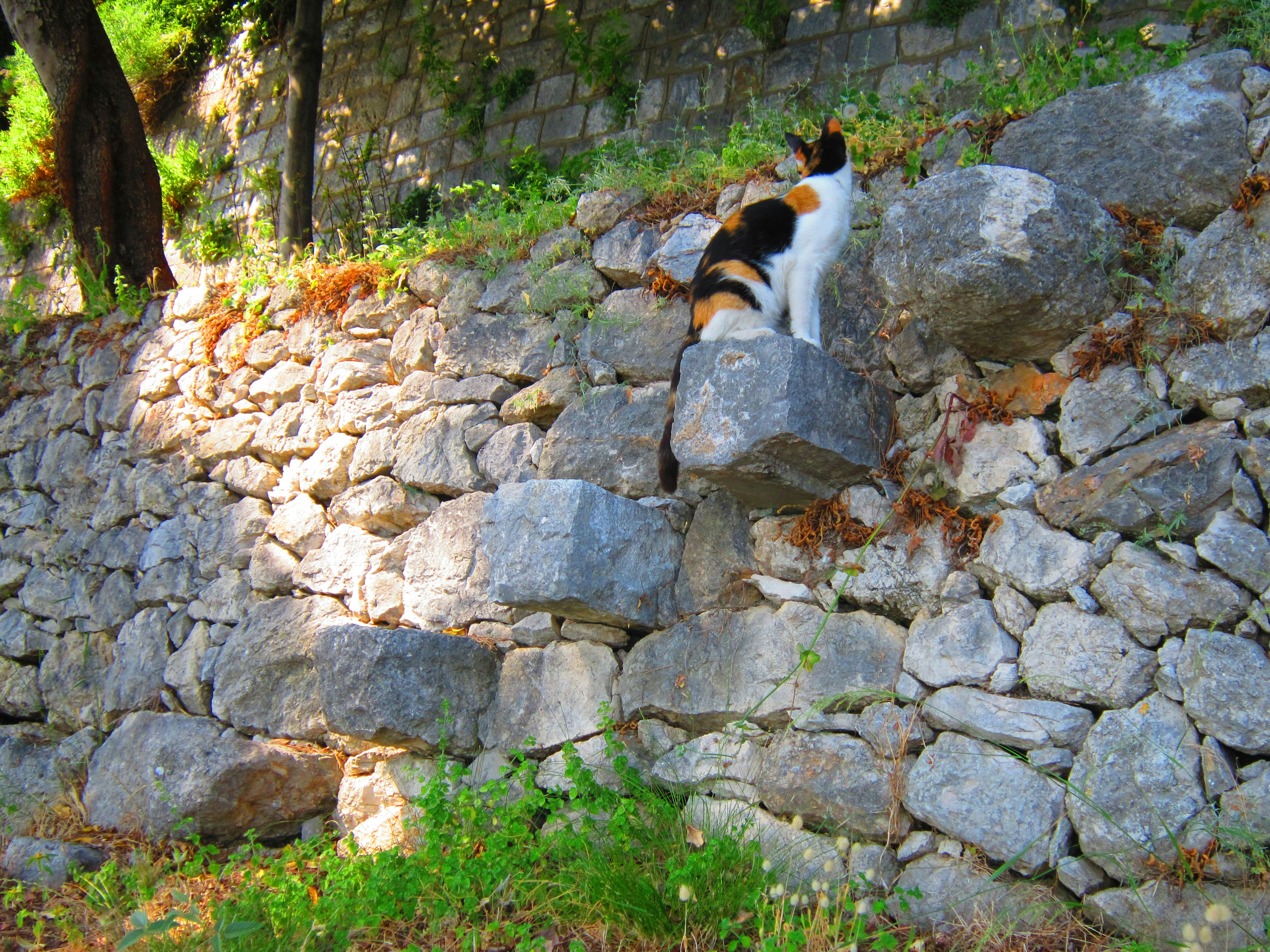 A black and white cat climbing up a stone wall