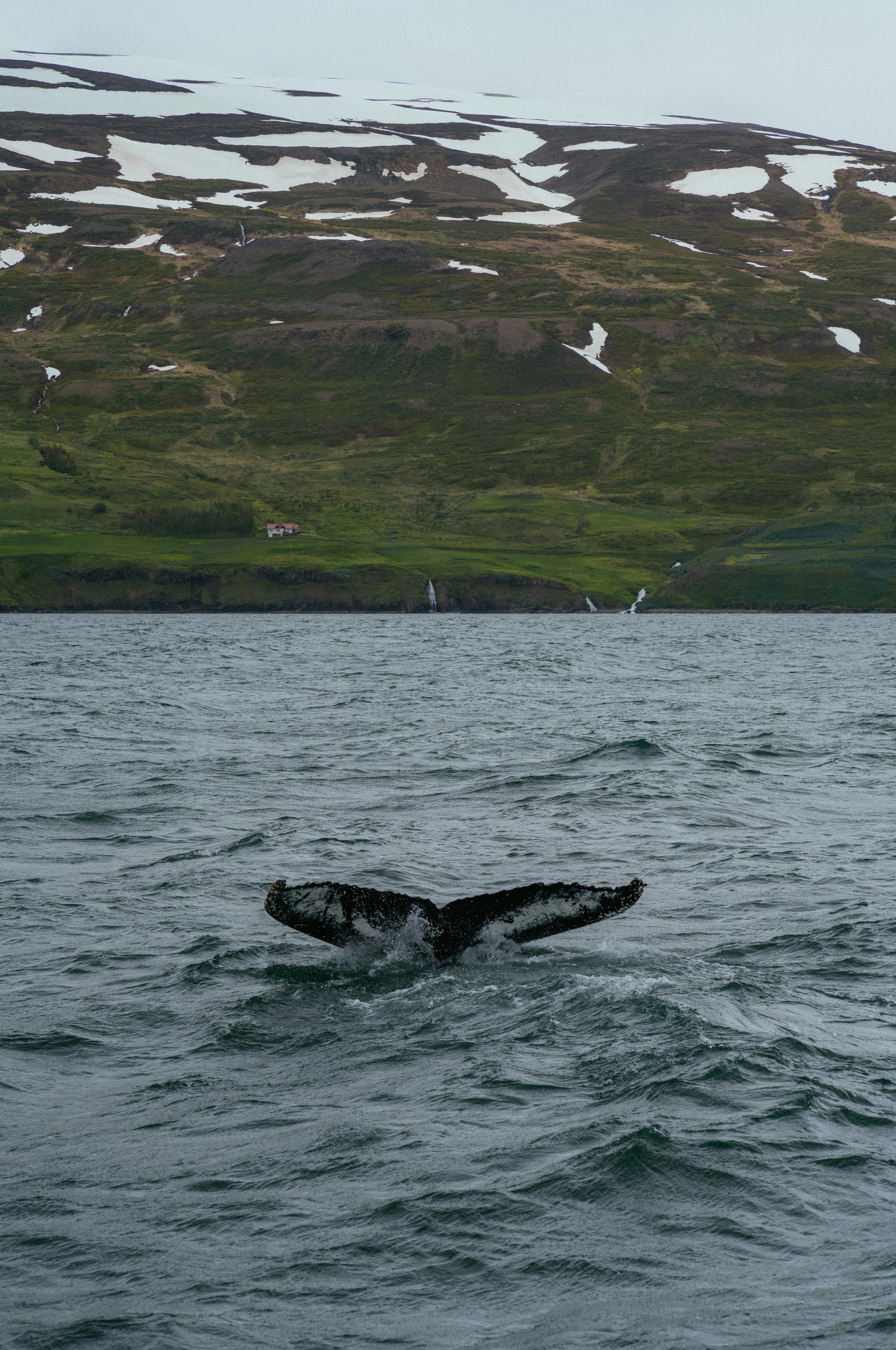 A whale tail flups out of the water