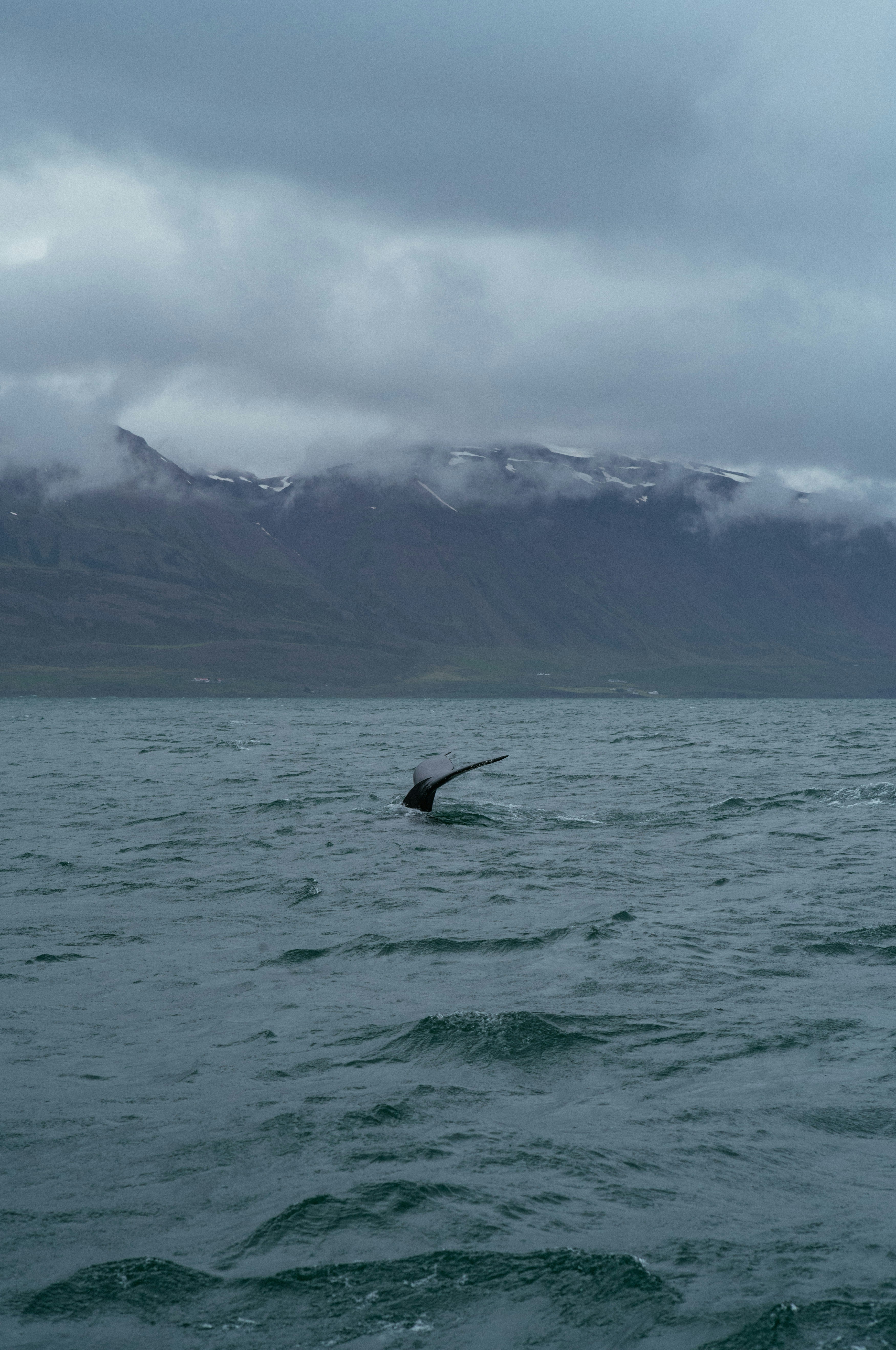 A bird flying over a body of water