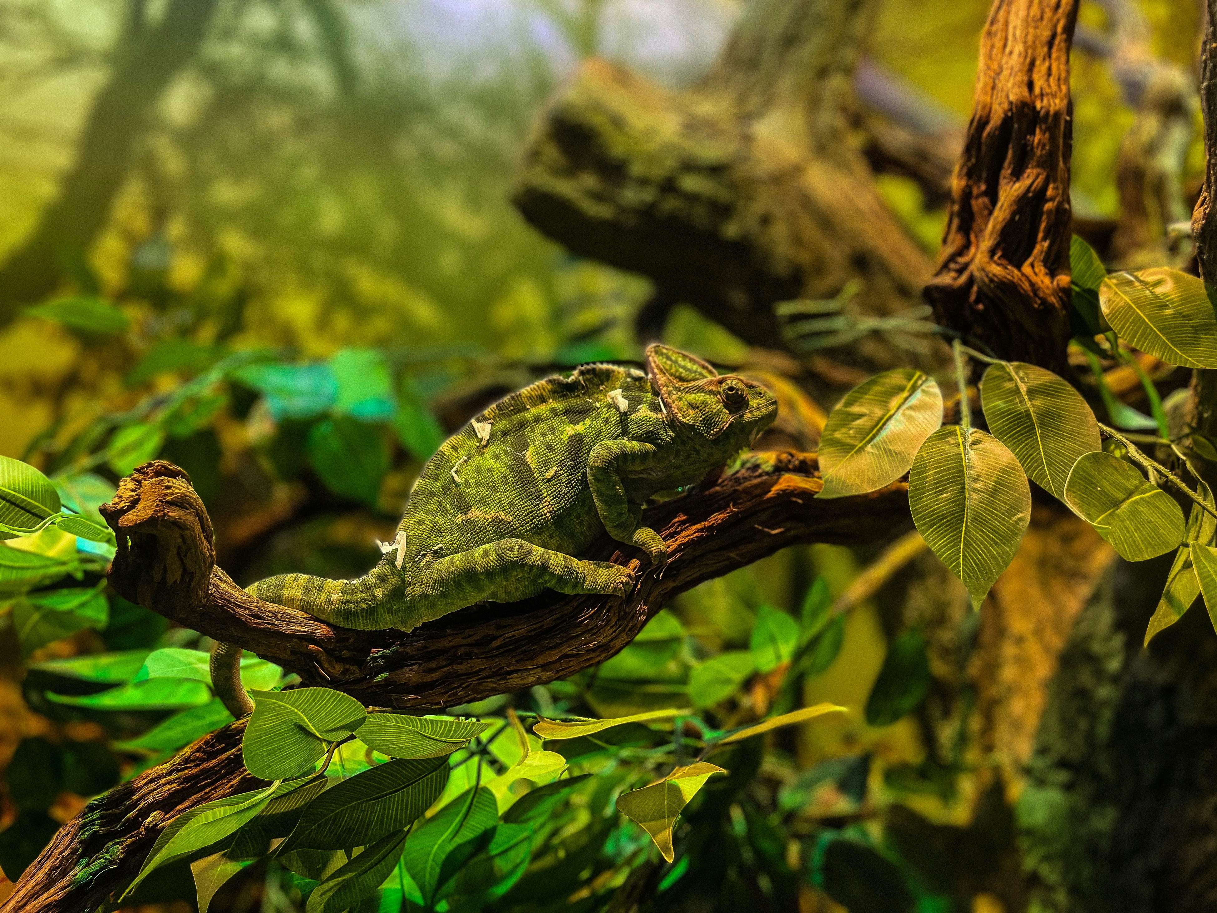 Bearded dragon in a properly heated and lit reptile habitat