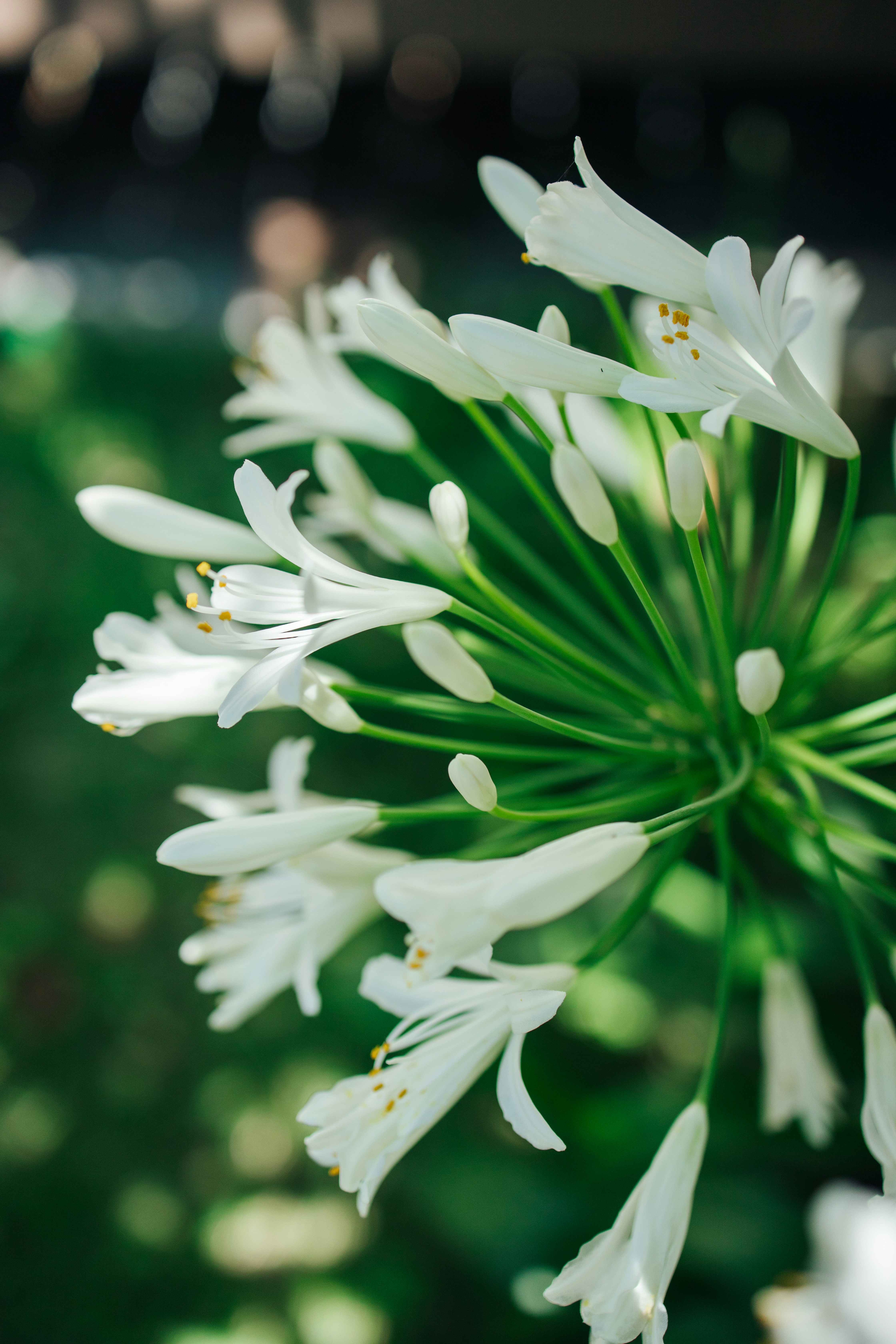 Photo by rikka_yumii