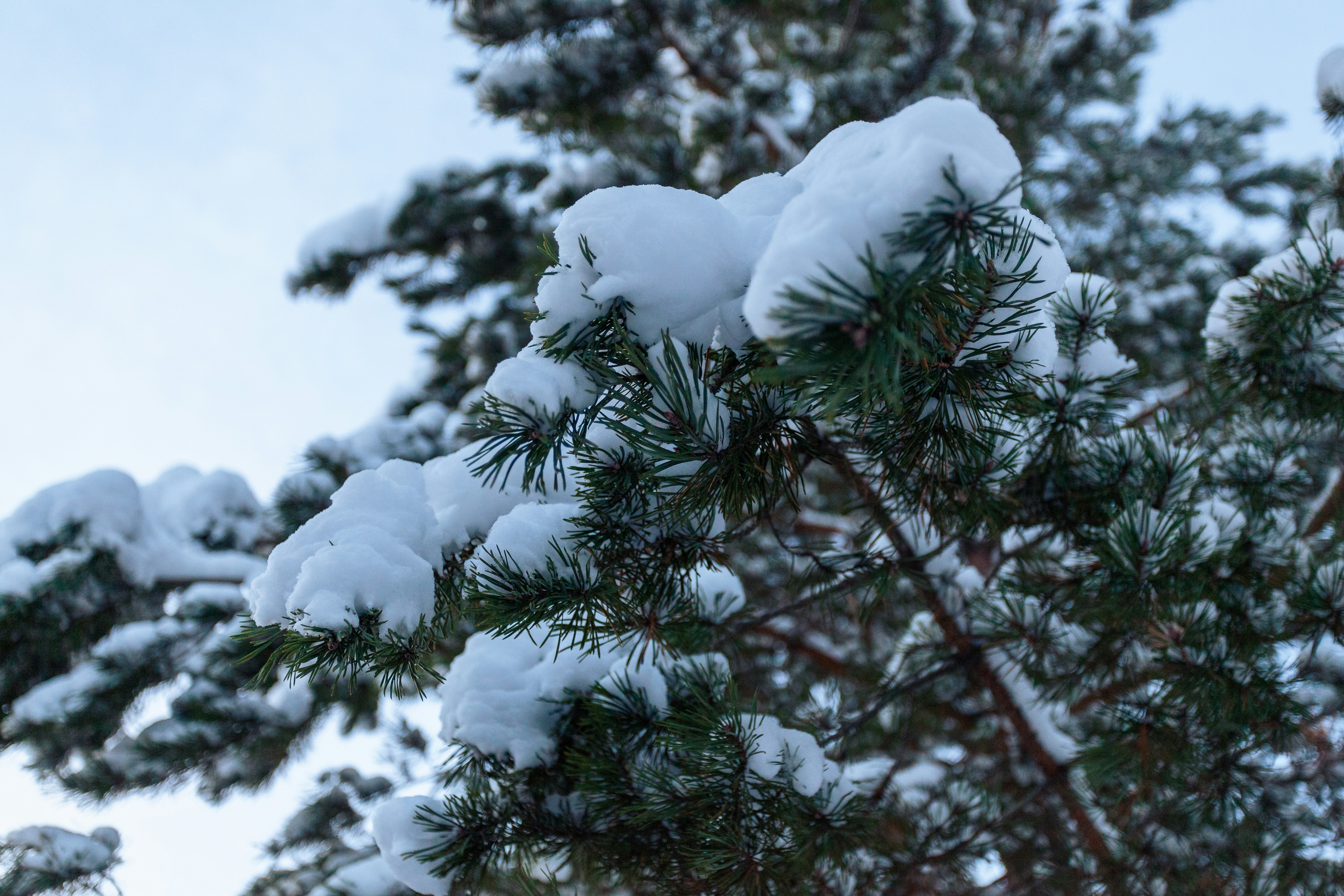 A pine tree covered in snow with a blue sky in the background