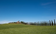 A grassy field with a row of trees in the background