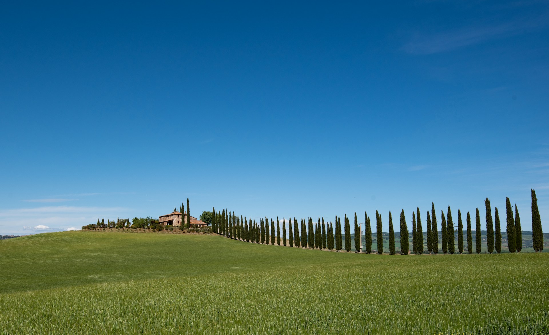 A grassy field with a row of trees in the background