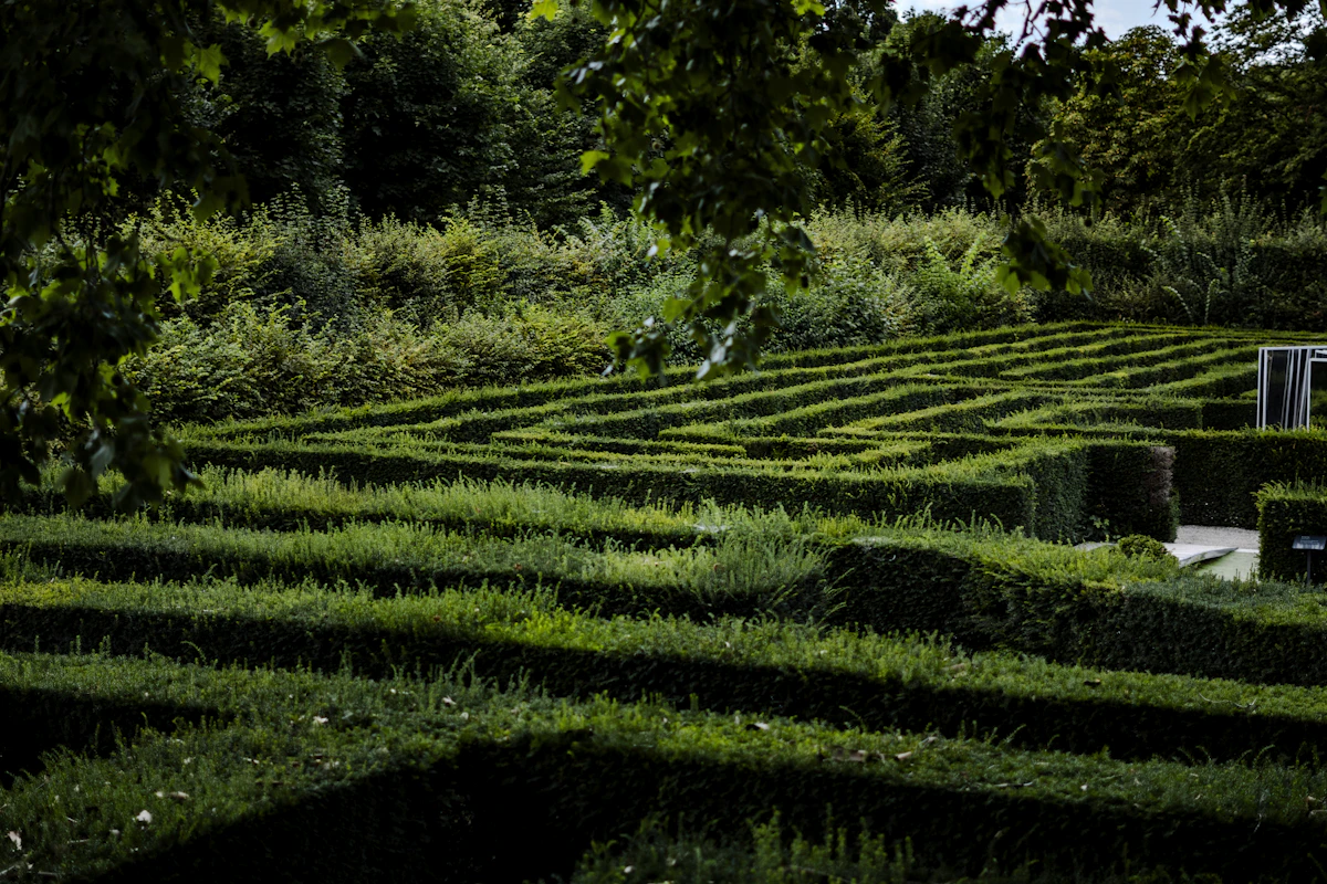 A formal hedge maze in a lush green park