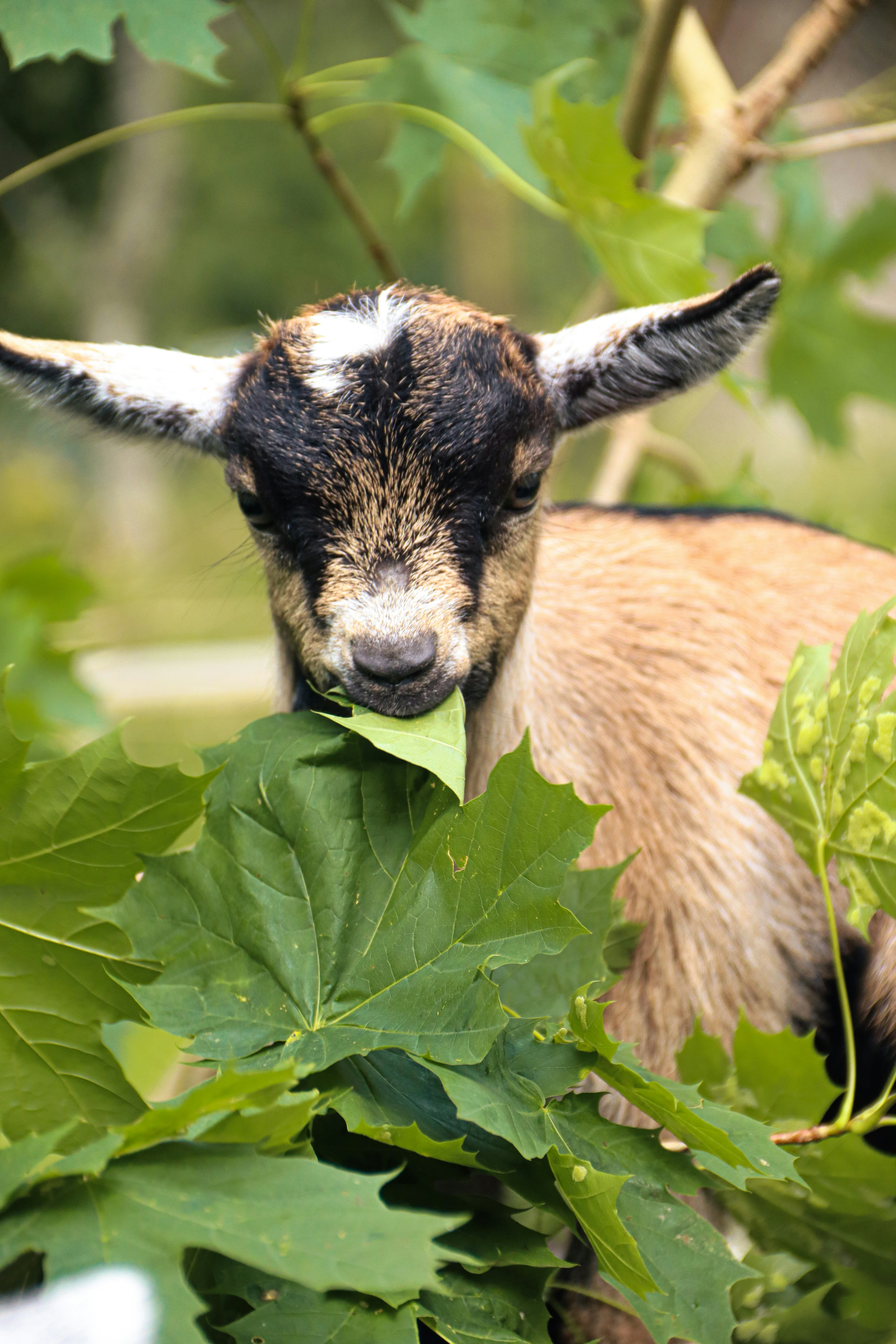 A baby goat eating leaves in a tree