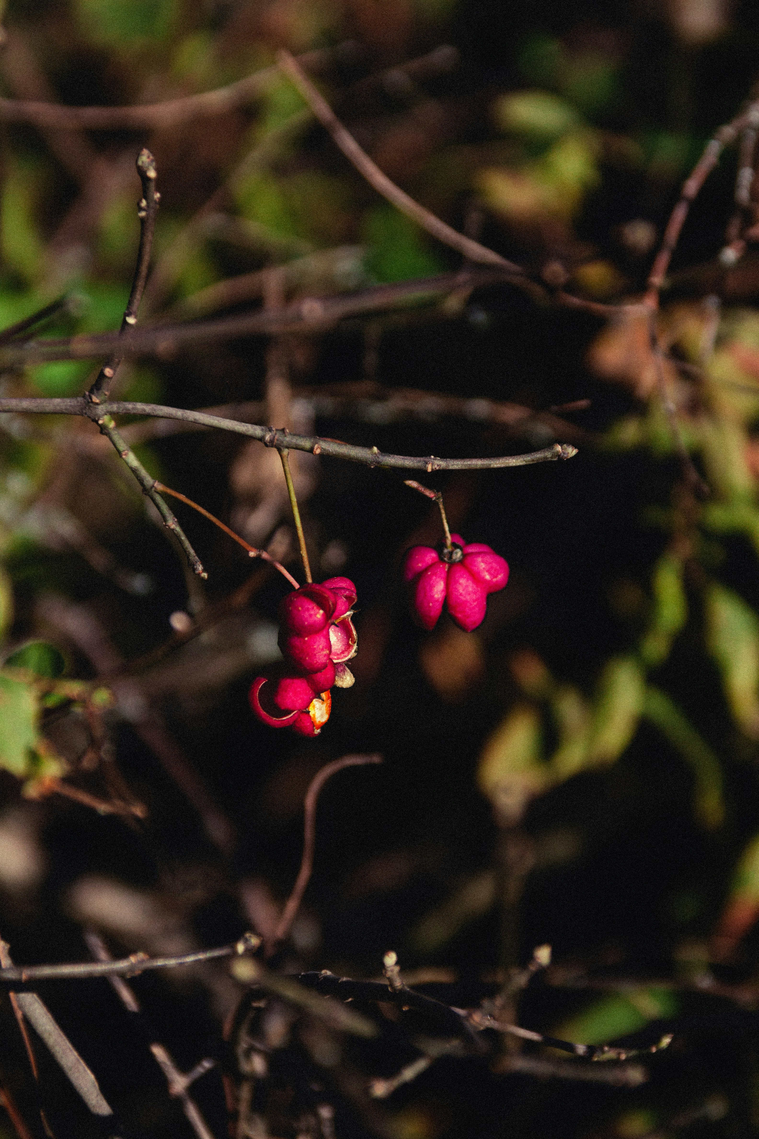 A branch with small pink flowers on it