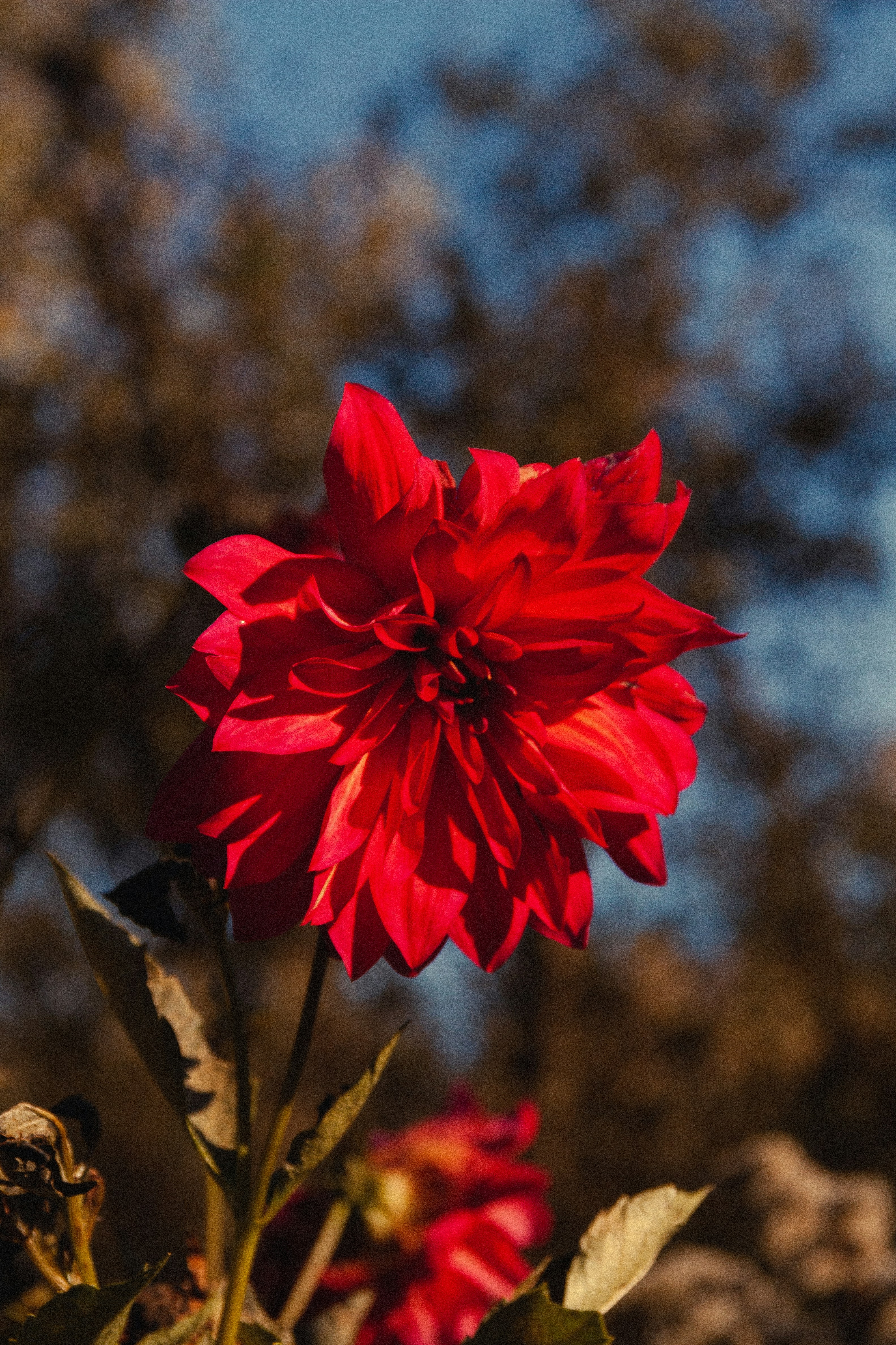 A red flower with a blue sky in the background