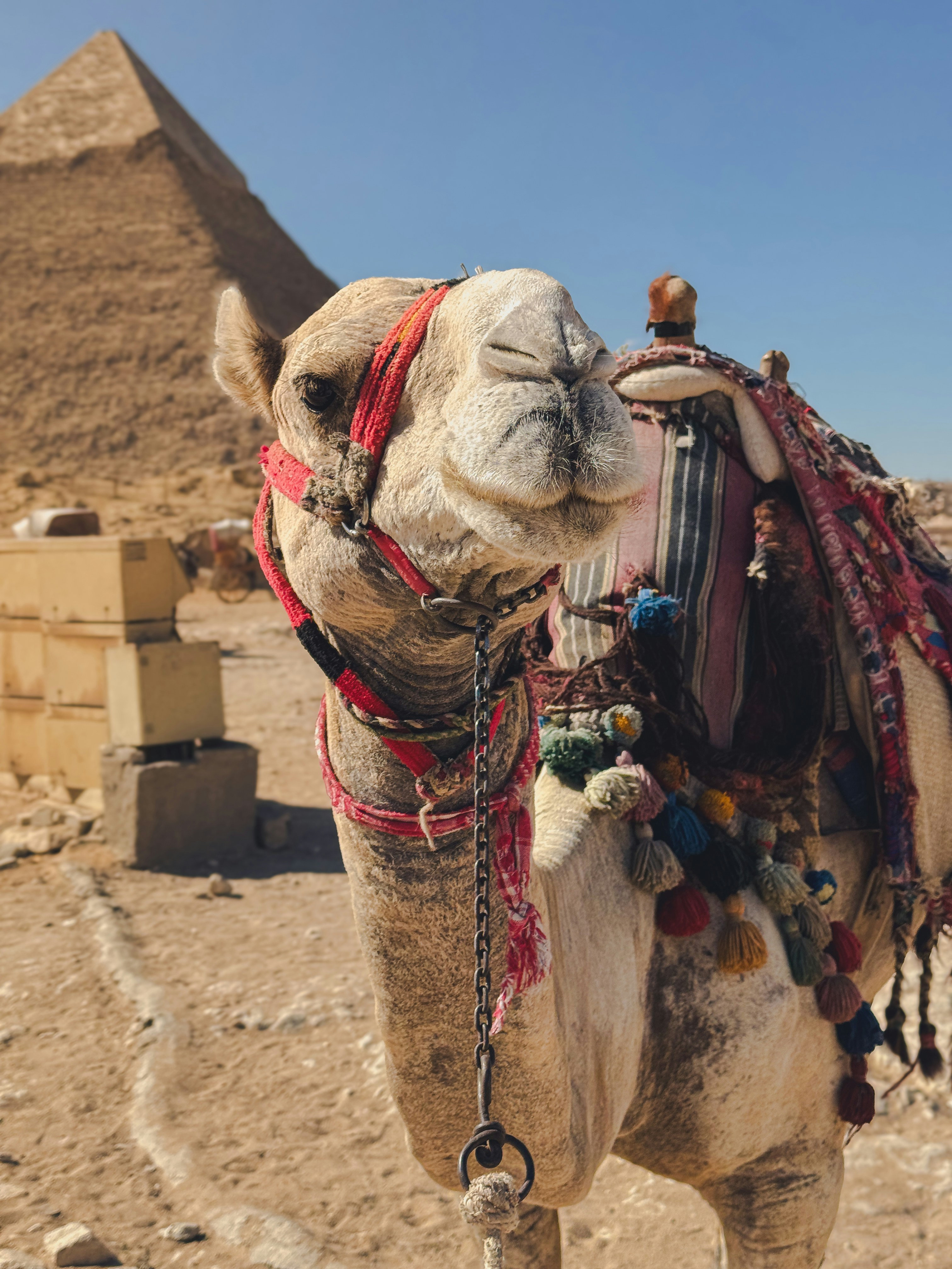 Un camello parado frente a una pirámide