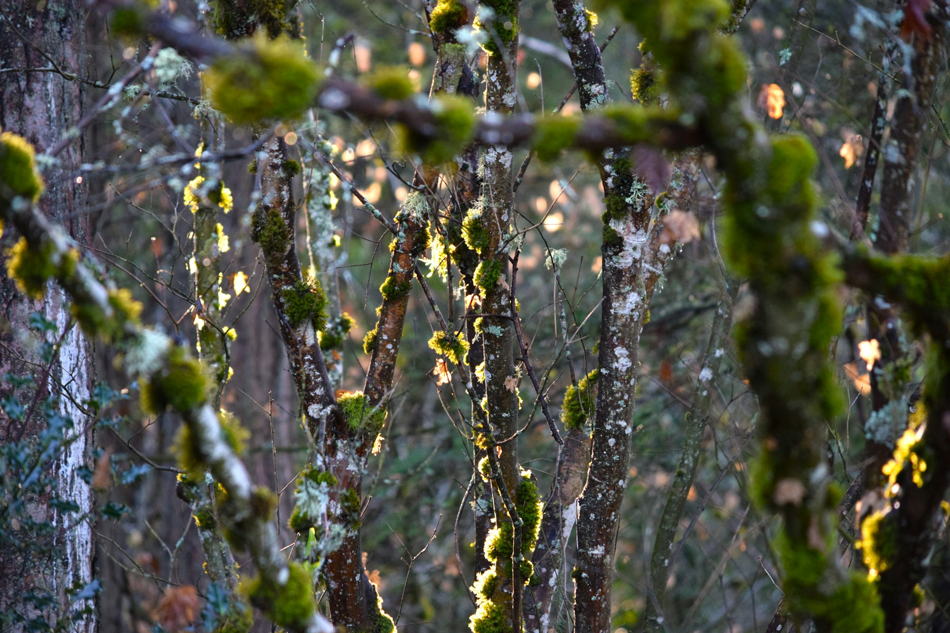 A forest filled with lots of trees covered in snow