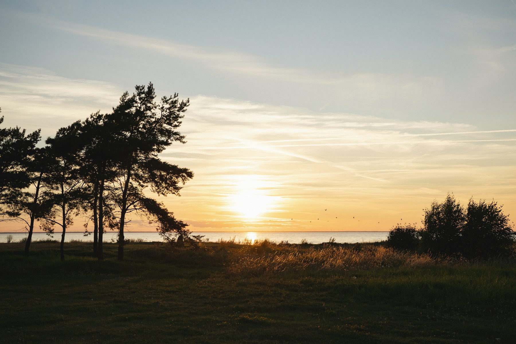 Pins maritimes et lumière dorée, côte basque