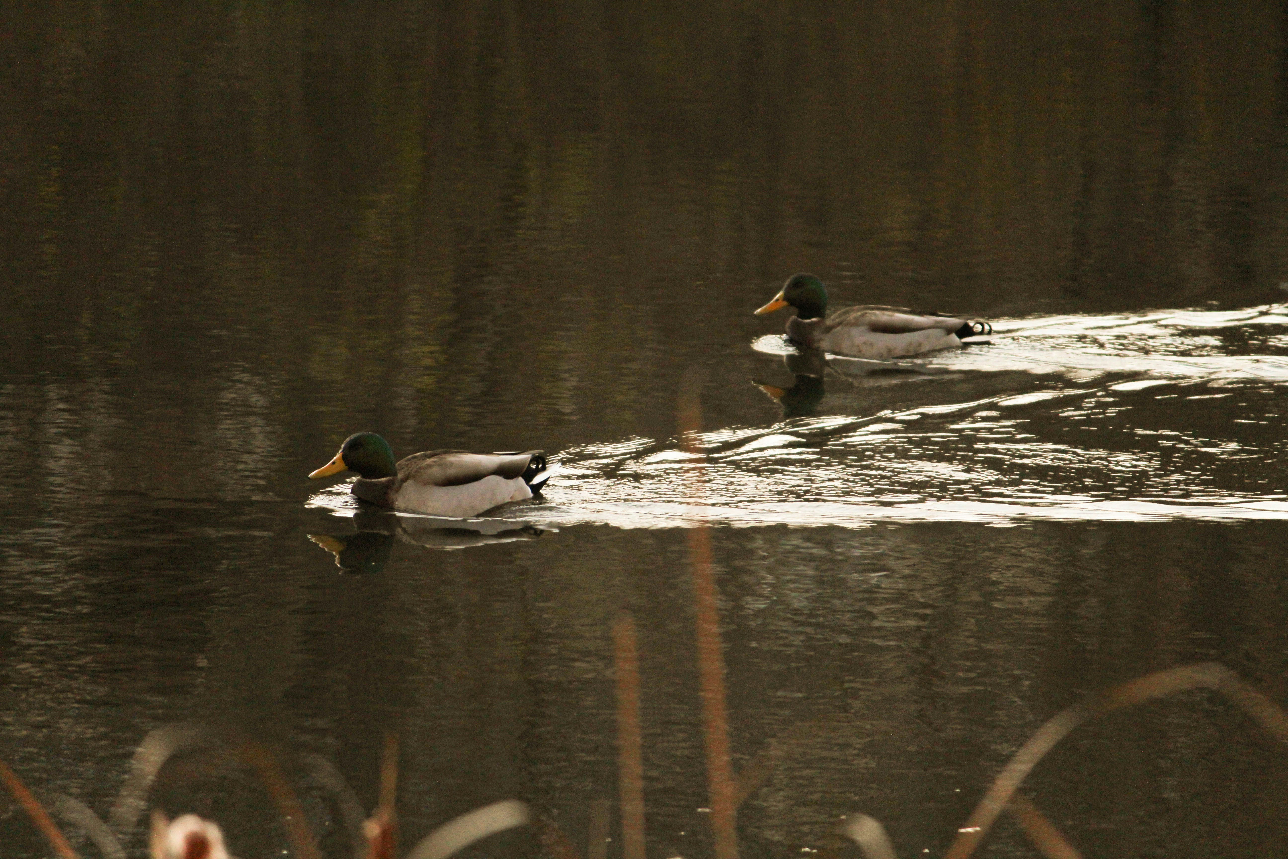 Photo by uncommoneveryday