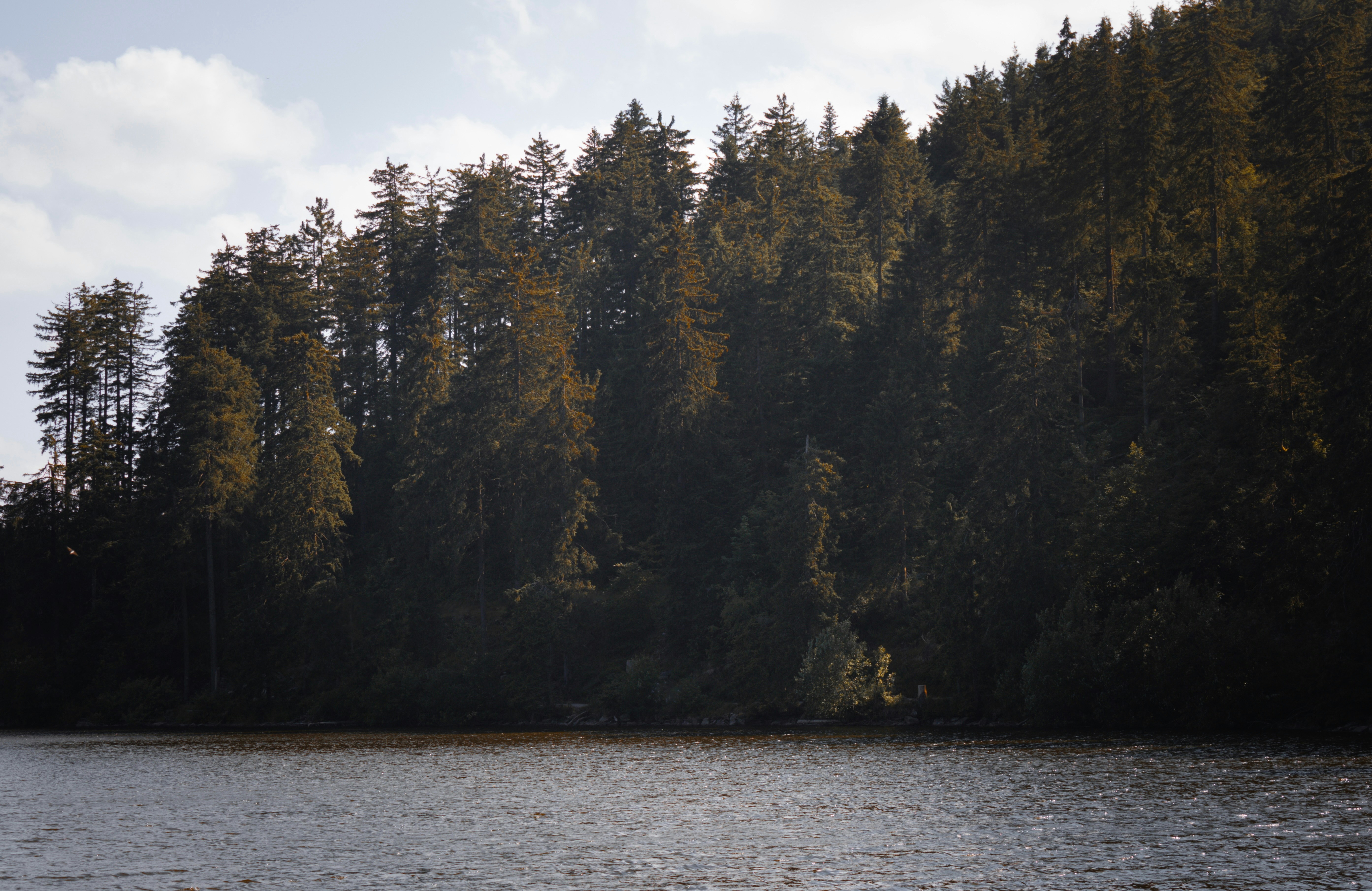 A body of water surrounded by trees on a sunny day