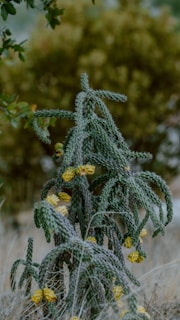A cactus plant with yellow flowers in a field