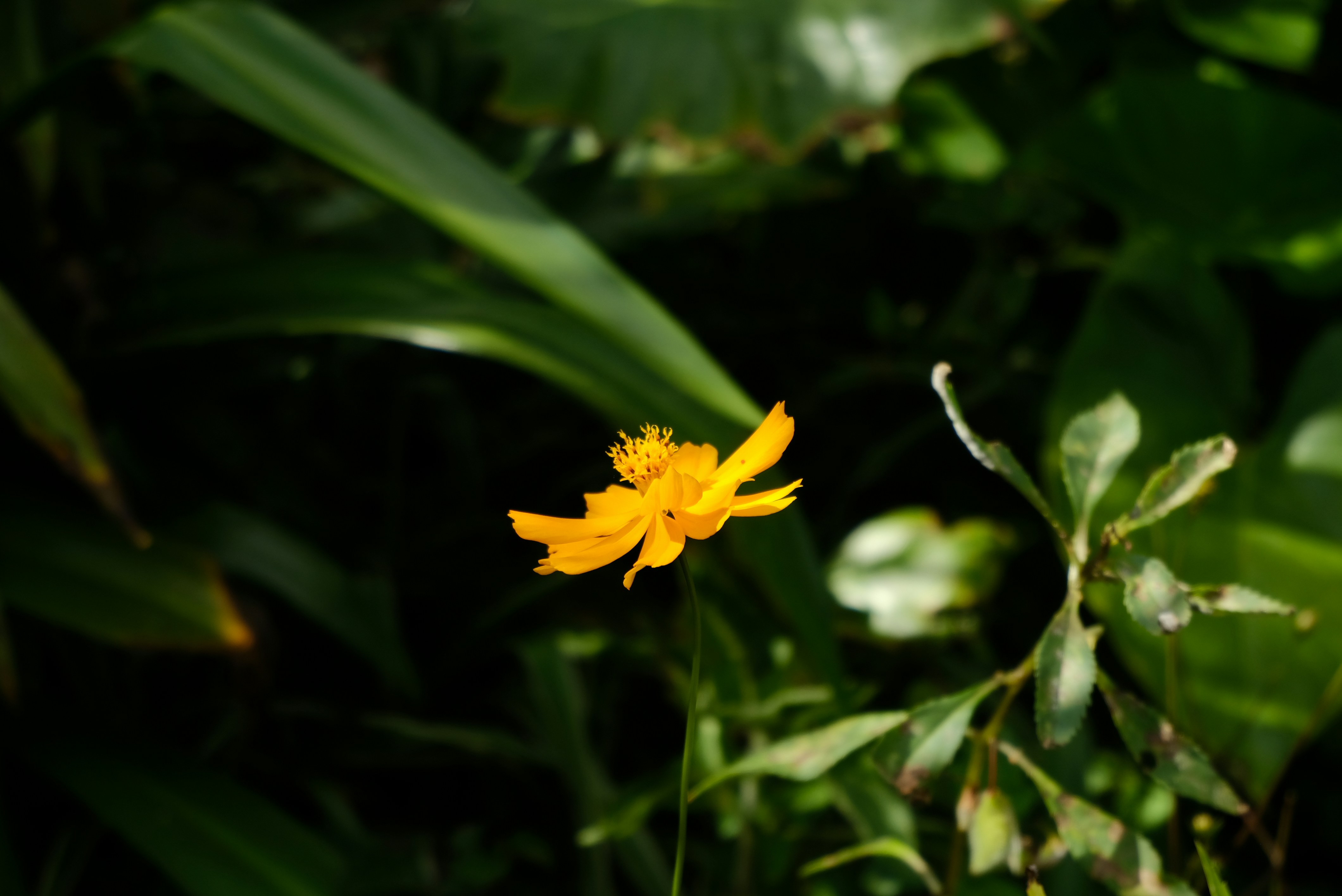 Photo by tanlocminhh